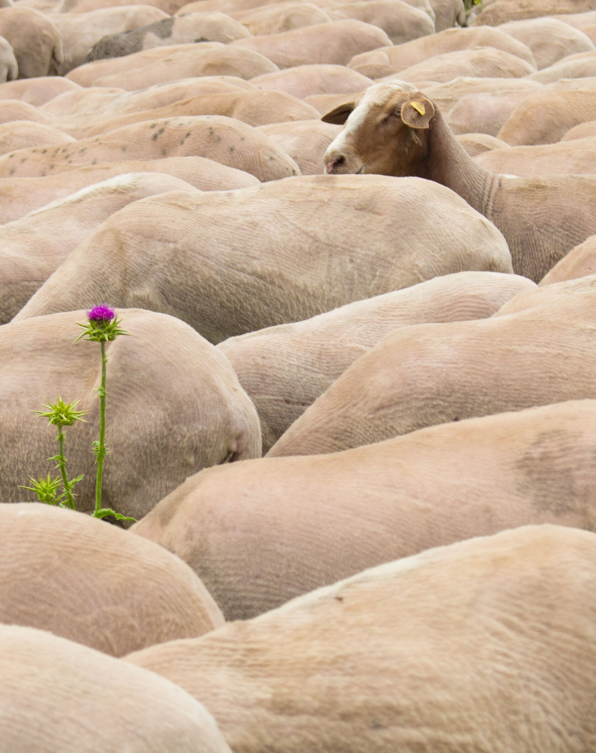 Get out of the flock!