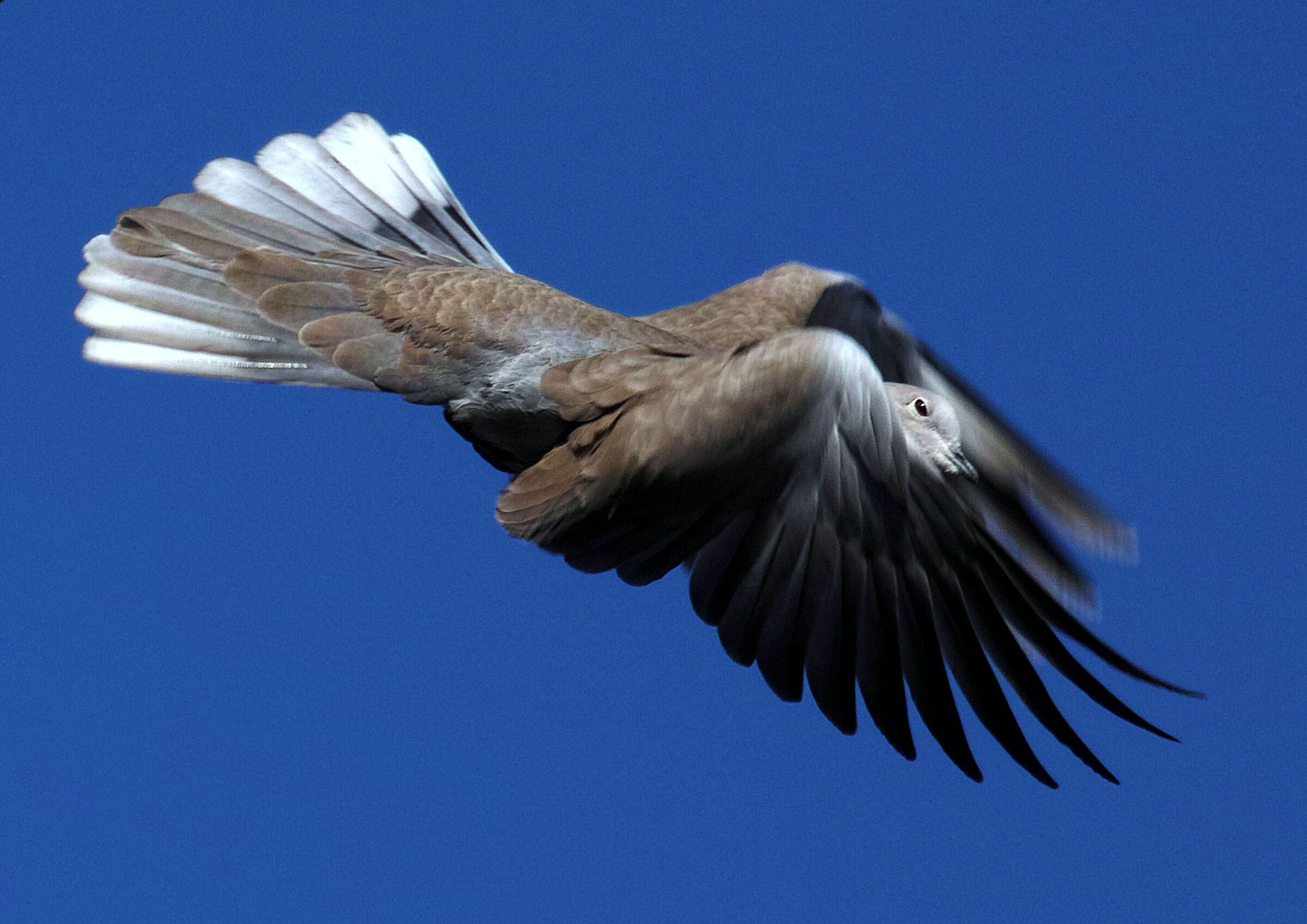 Streptopelia decaocto