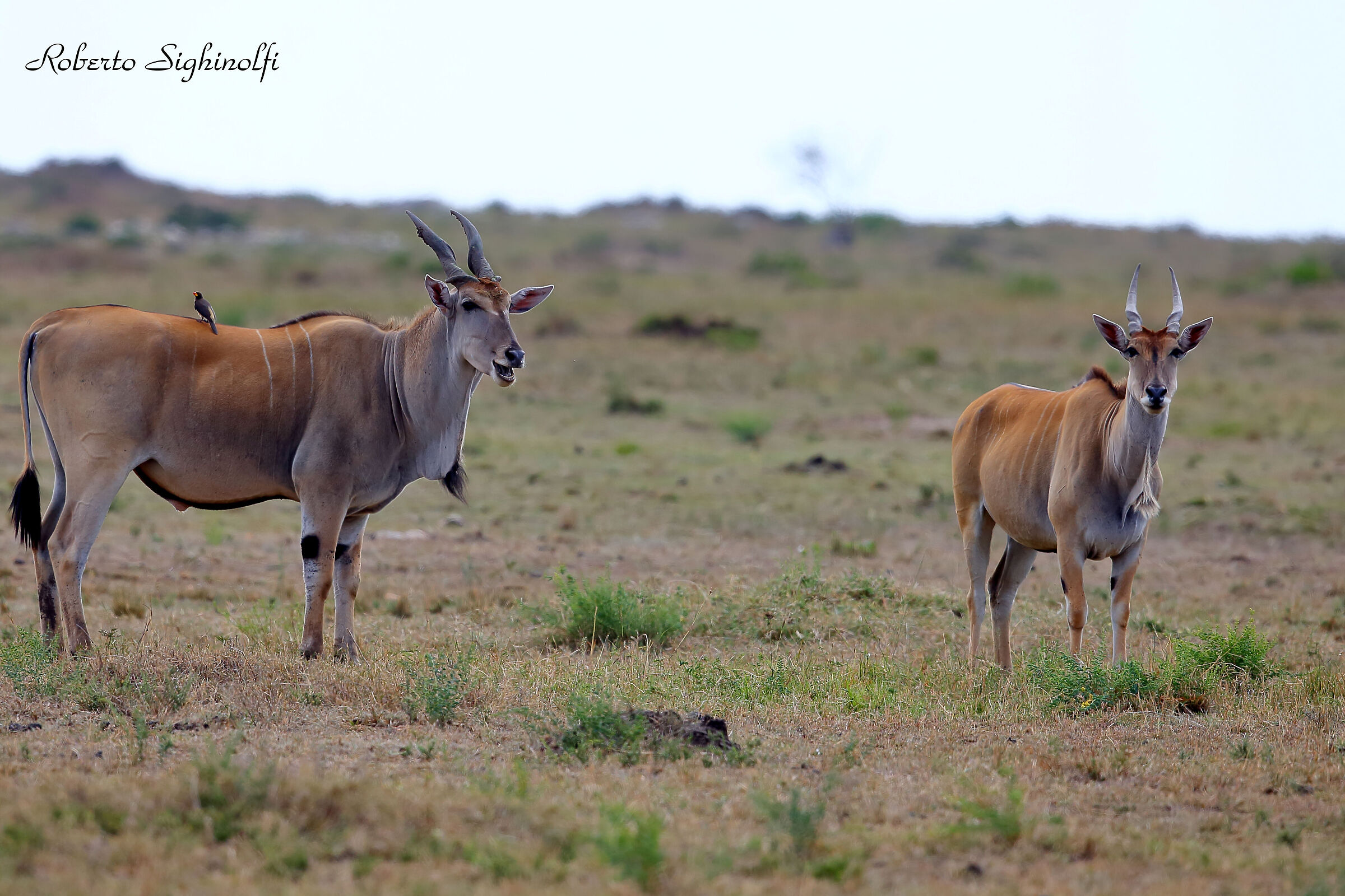 Eland