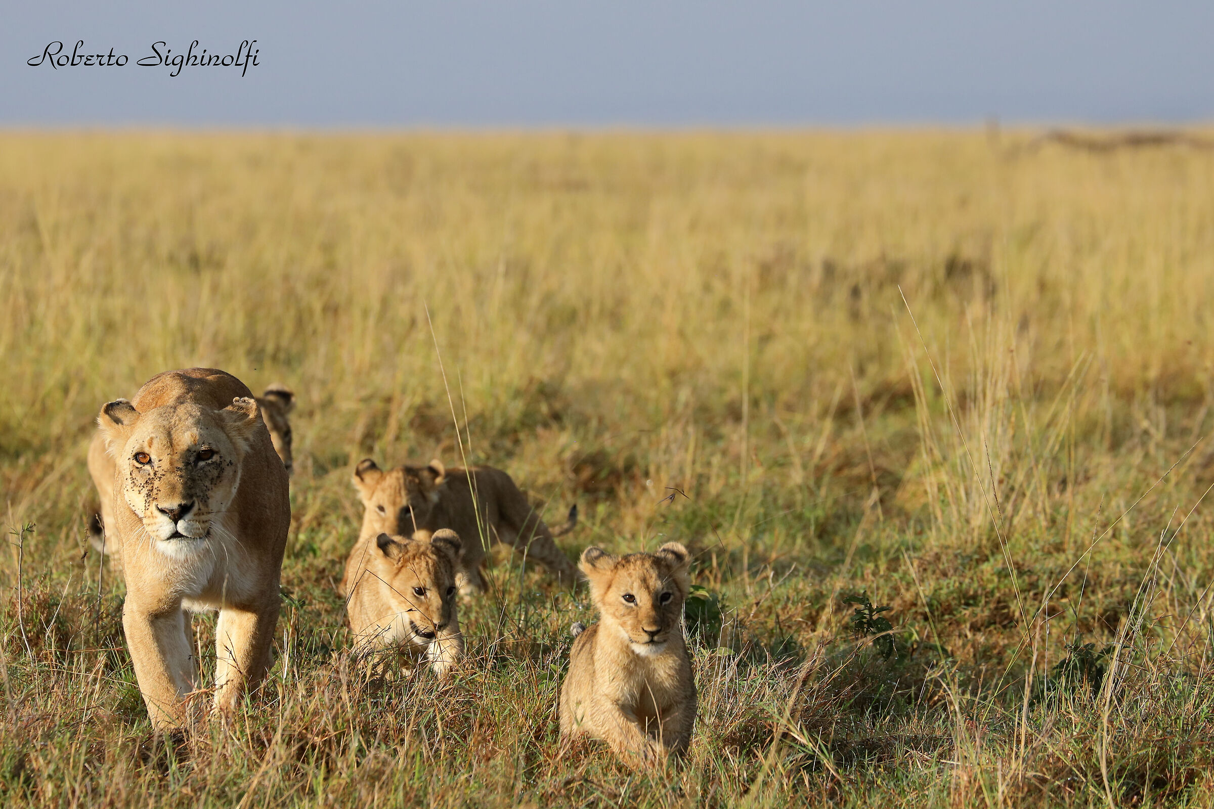 Lioness with puppies
