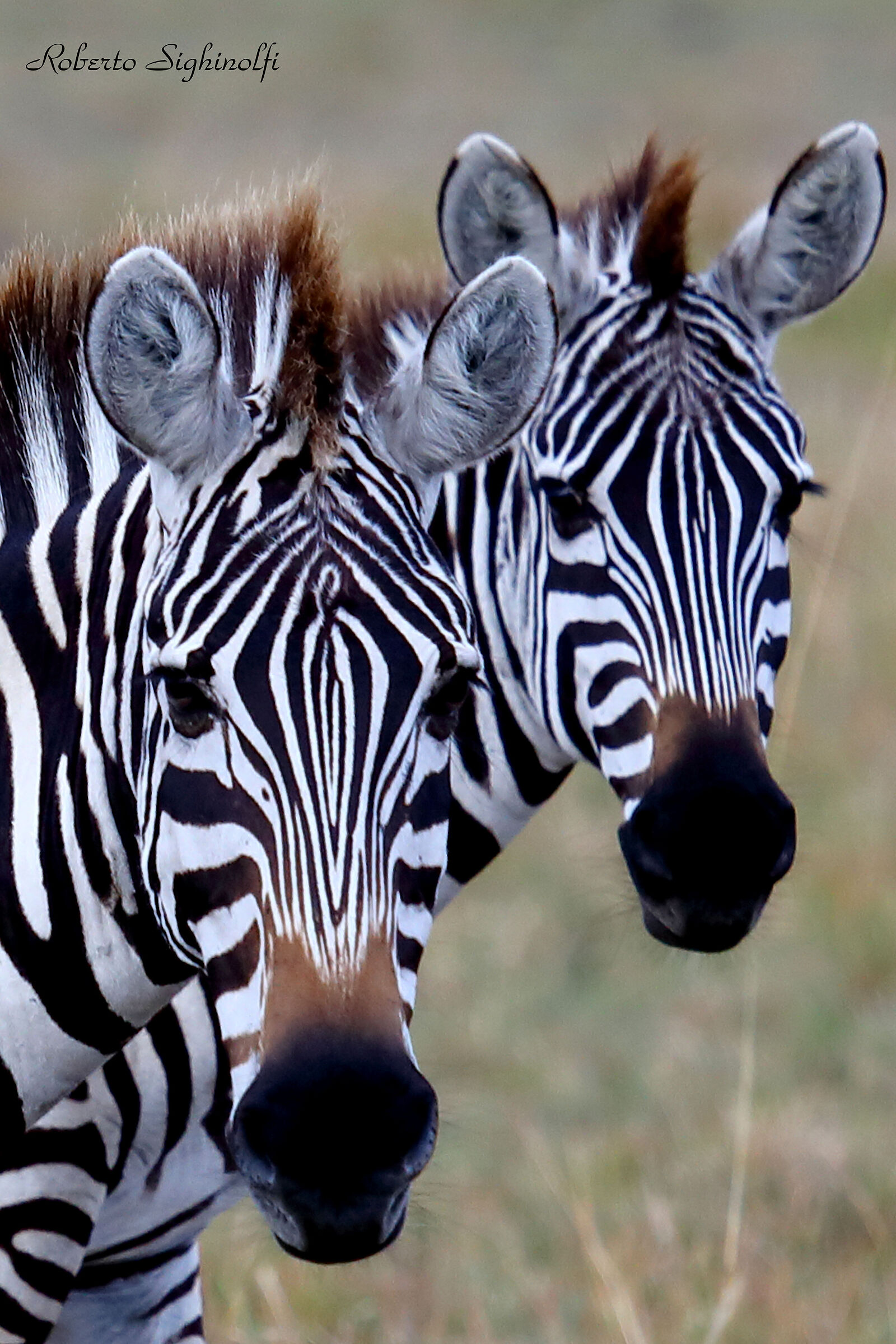 Zebras