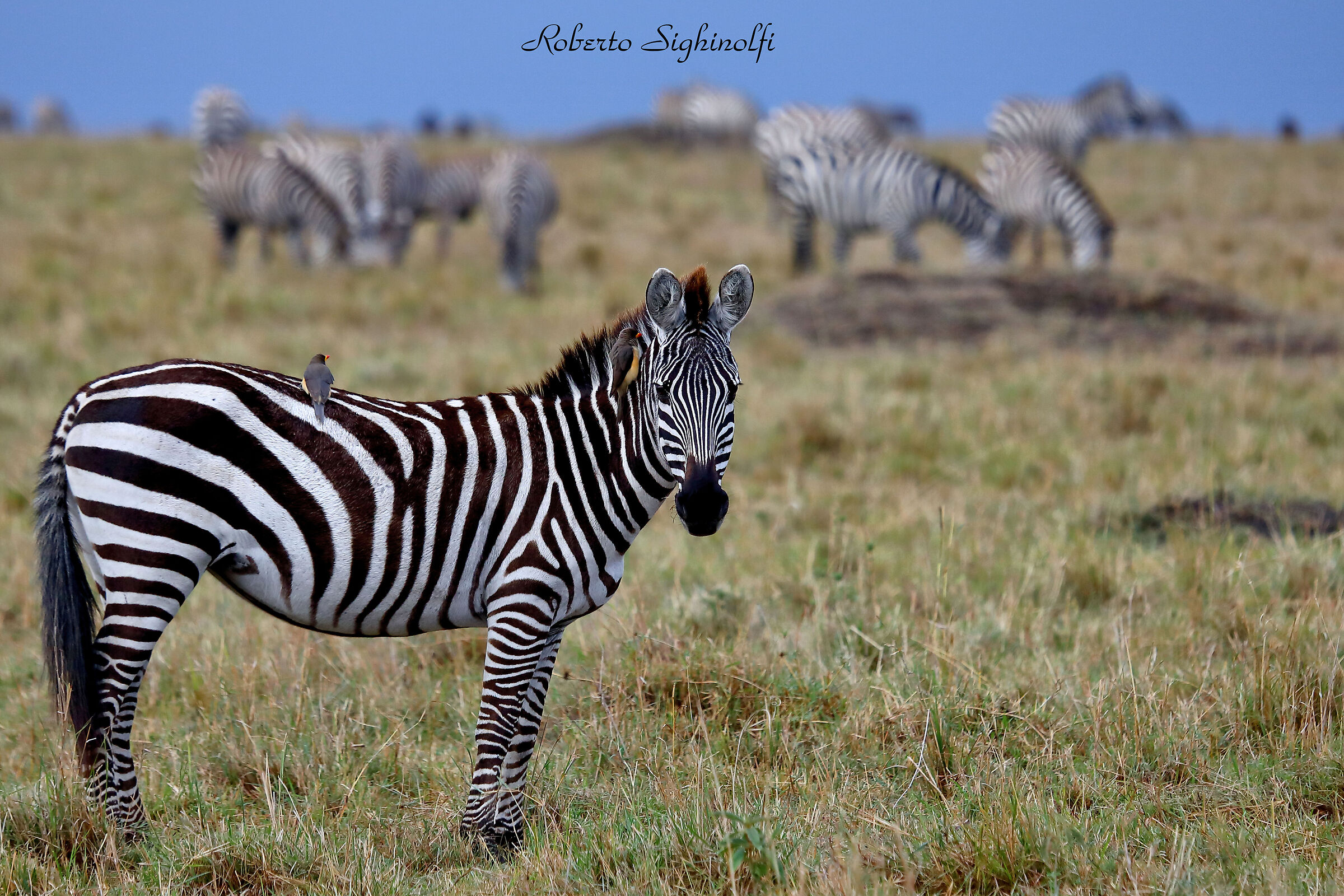 Zebra