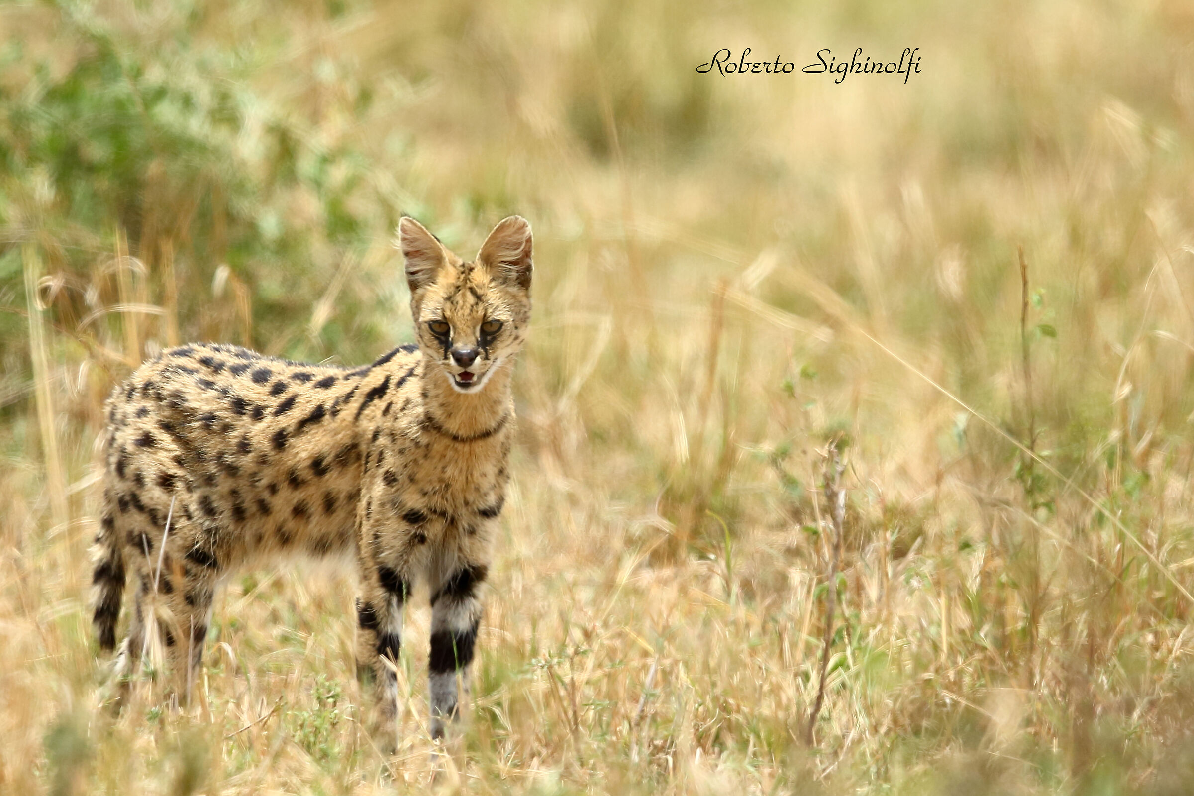 Serval