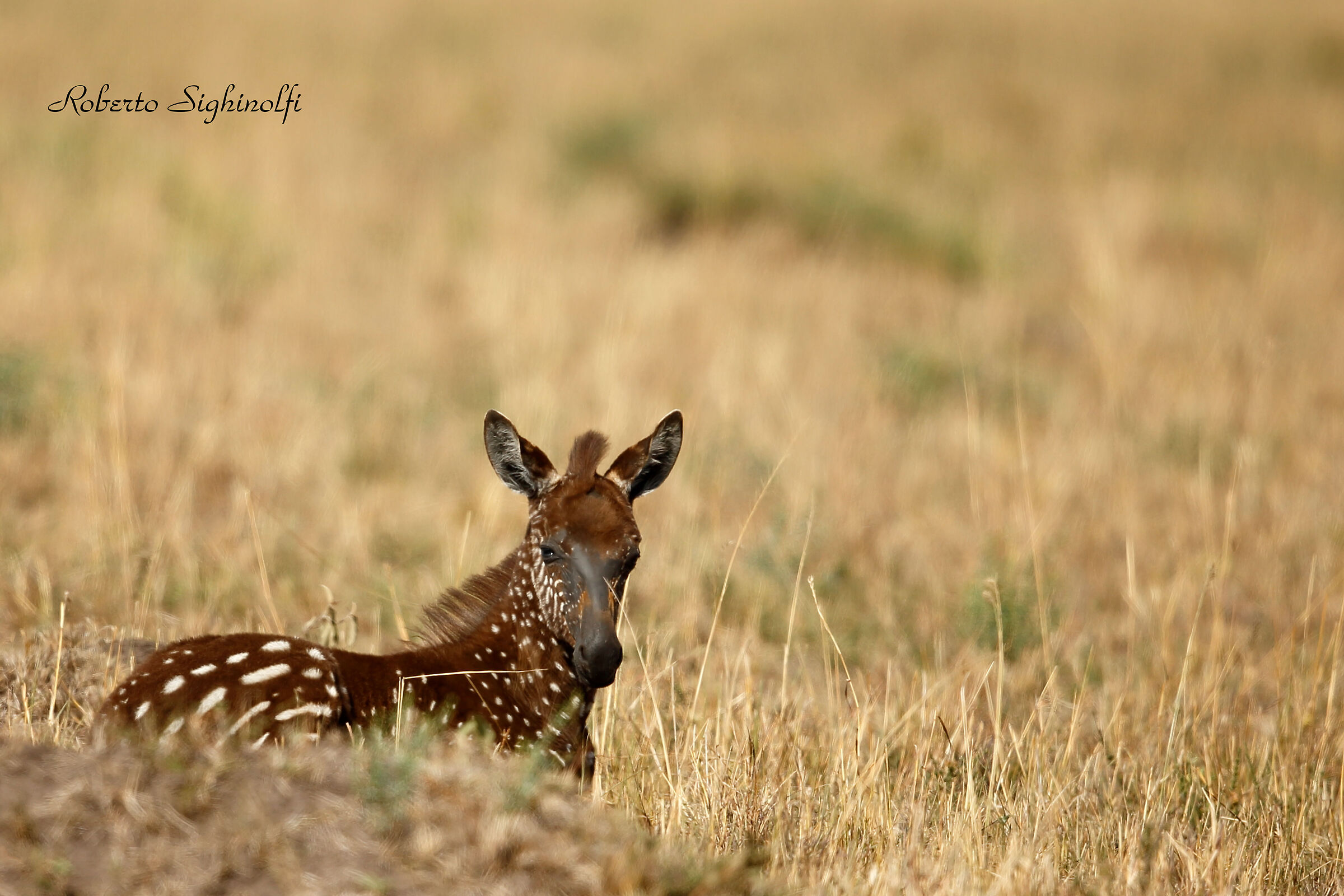 Zebra cub