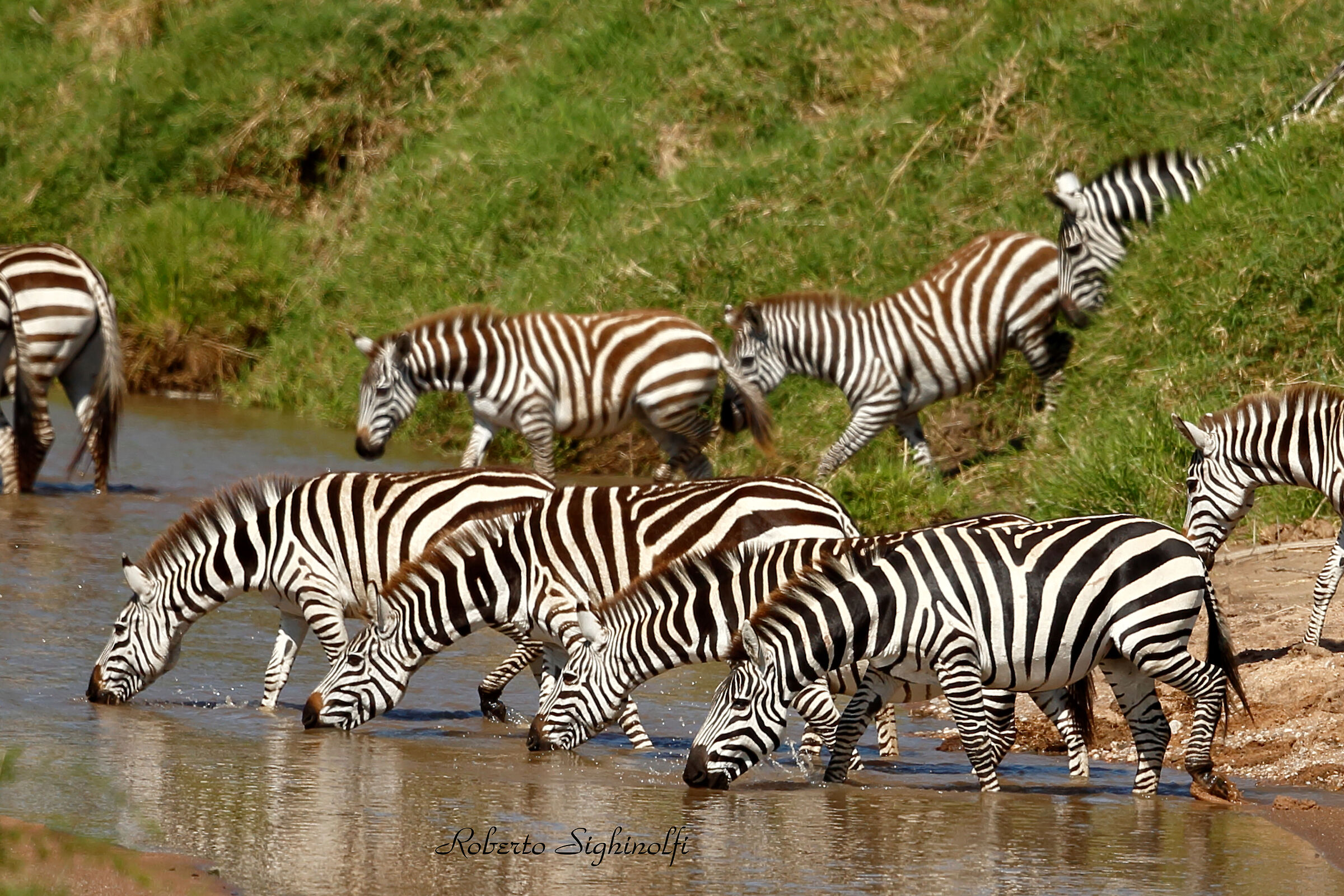 Shortened zebras