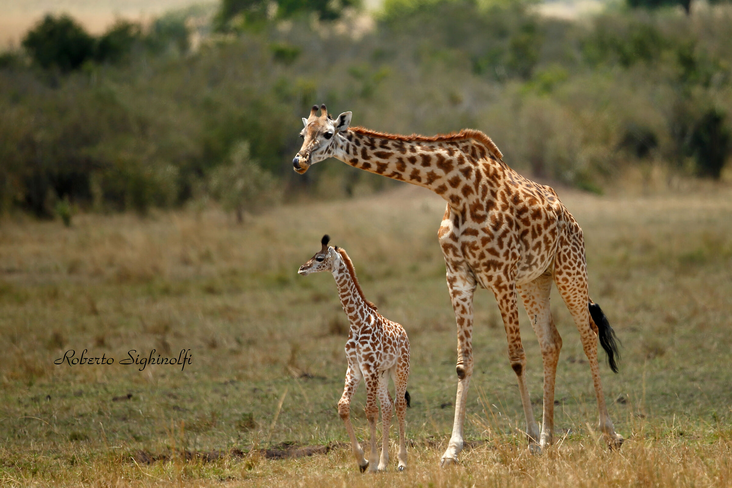 Giraffe with puppy
