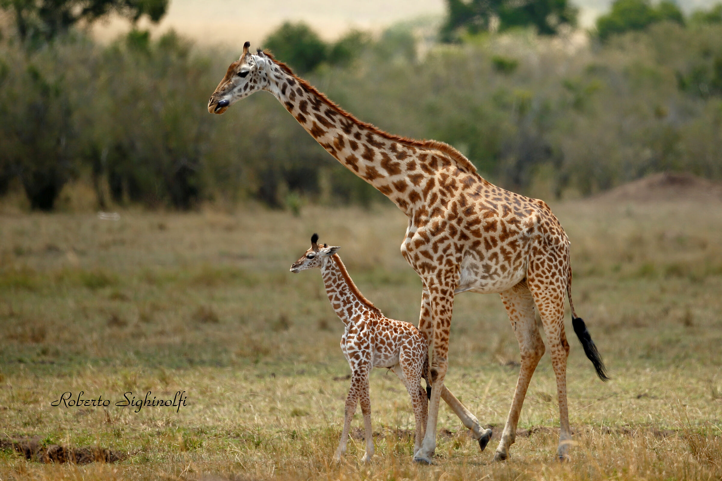 Giraffe with puppy
