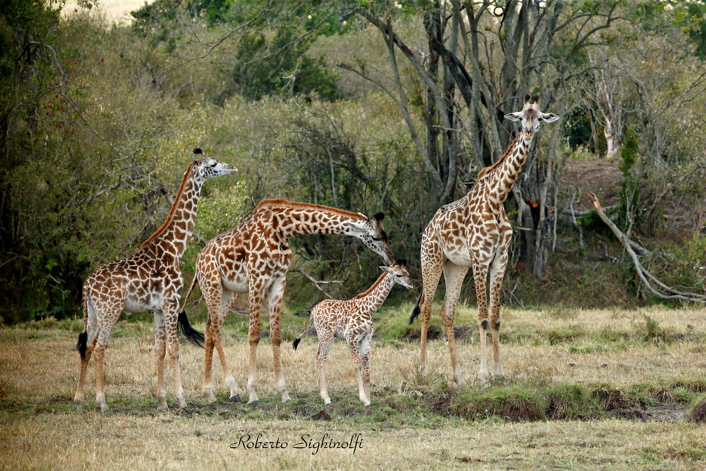 Giraffe with puppy