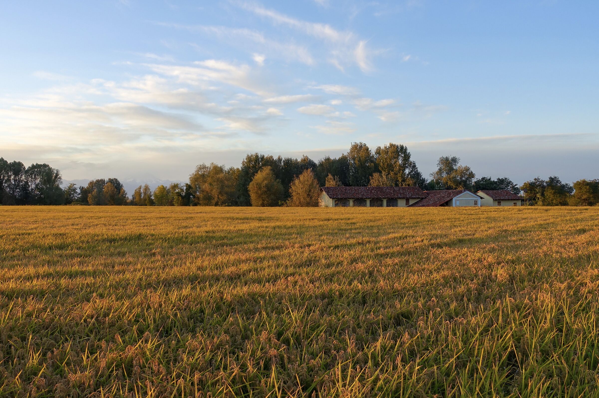 Il biondeggiare del riso al tramonto.
