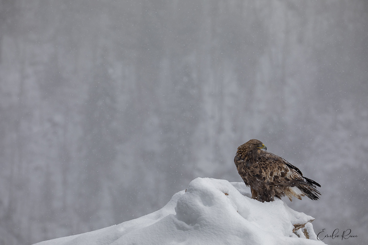 aquila reale -Alpi Italiane-