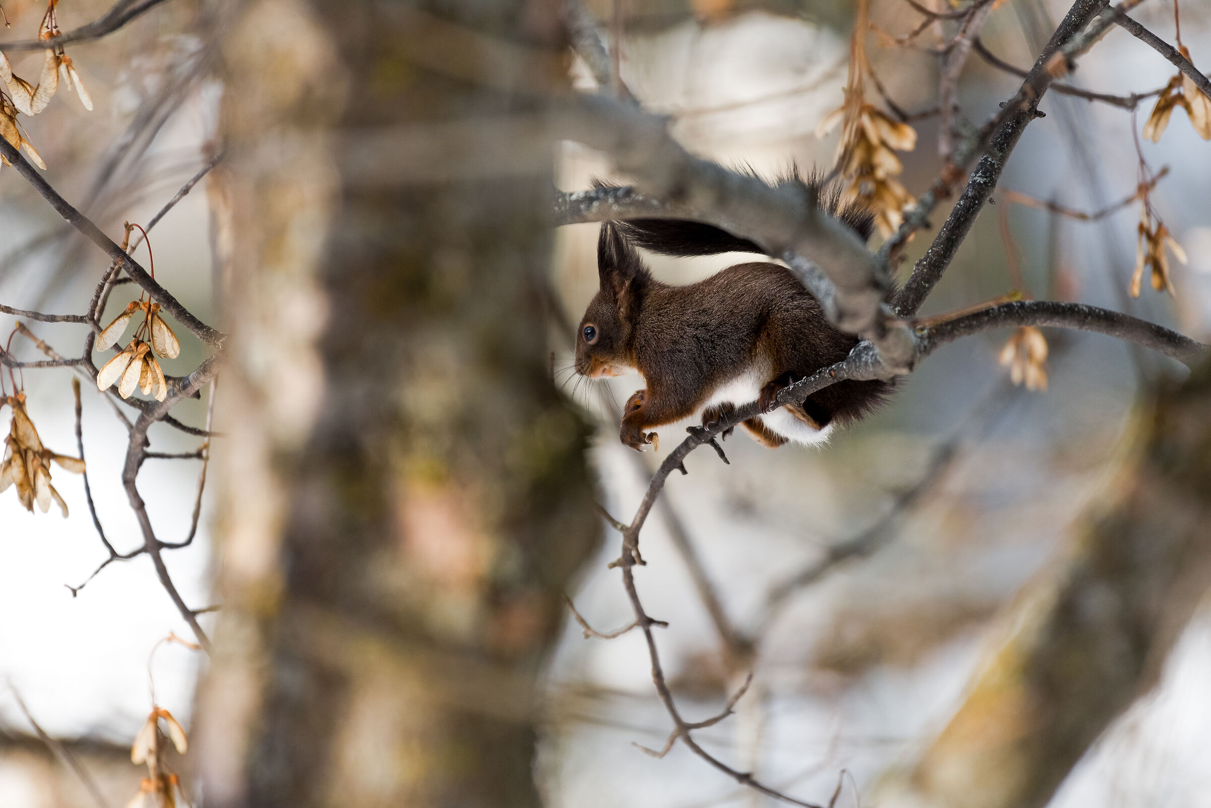 Squirrel