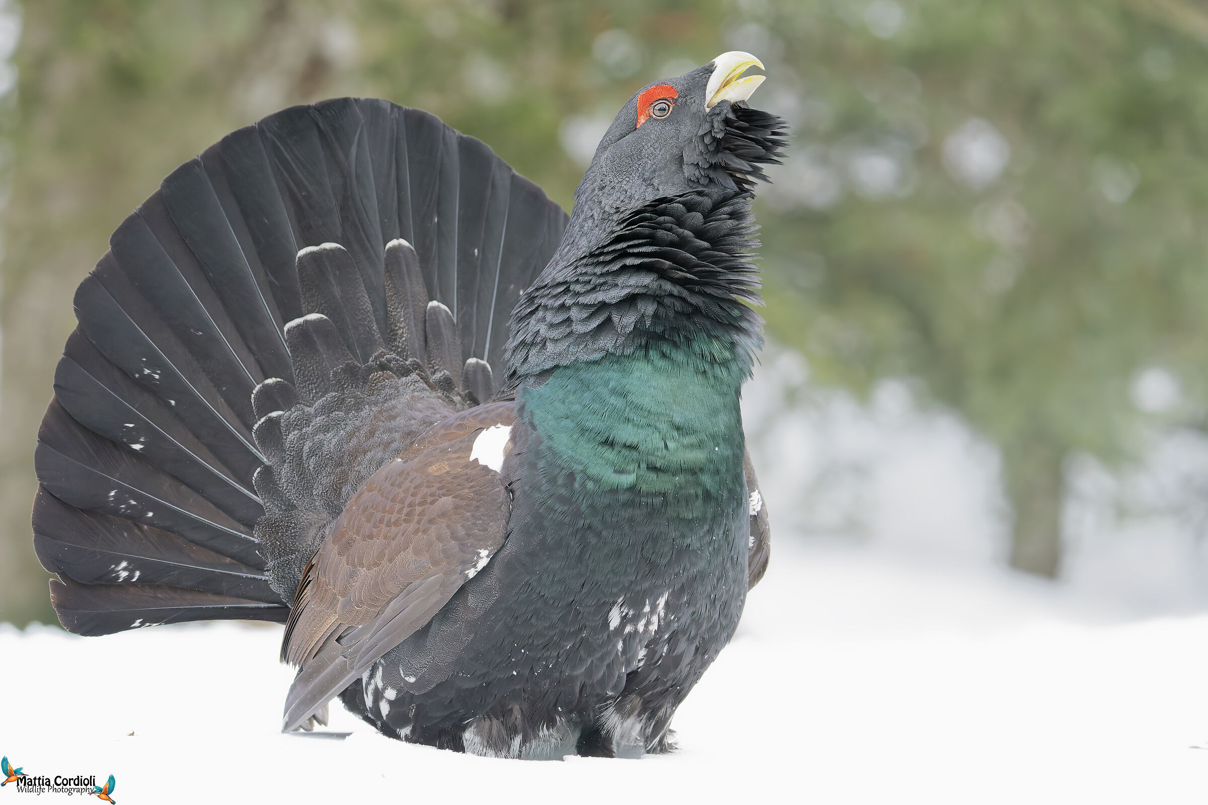 gallo cedrone