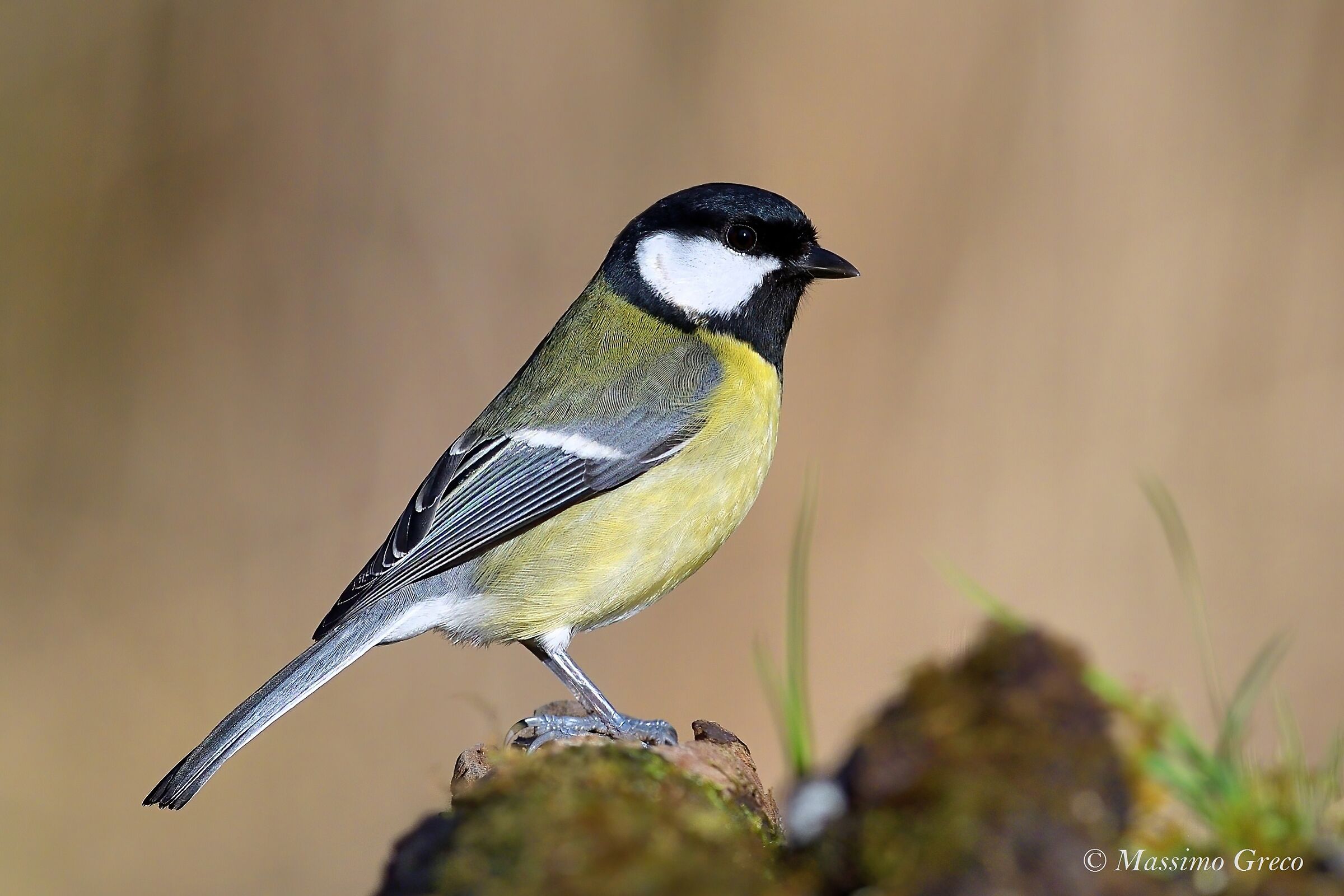 Cinciallegra (Parus major)