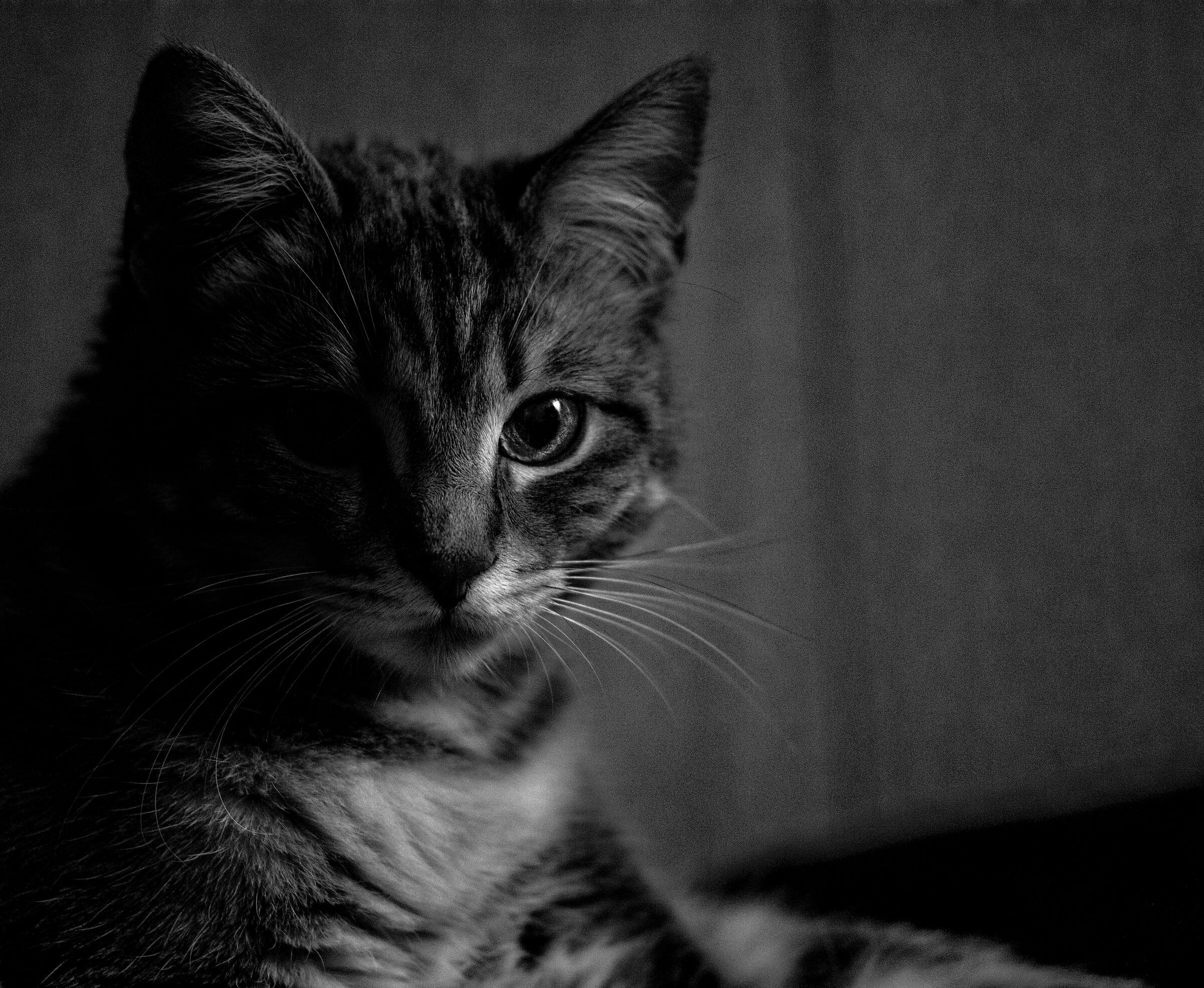 Kiri 1