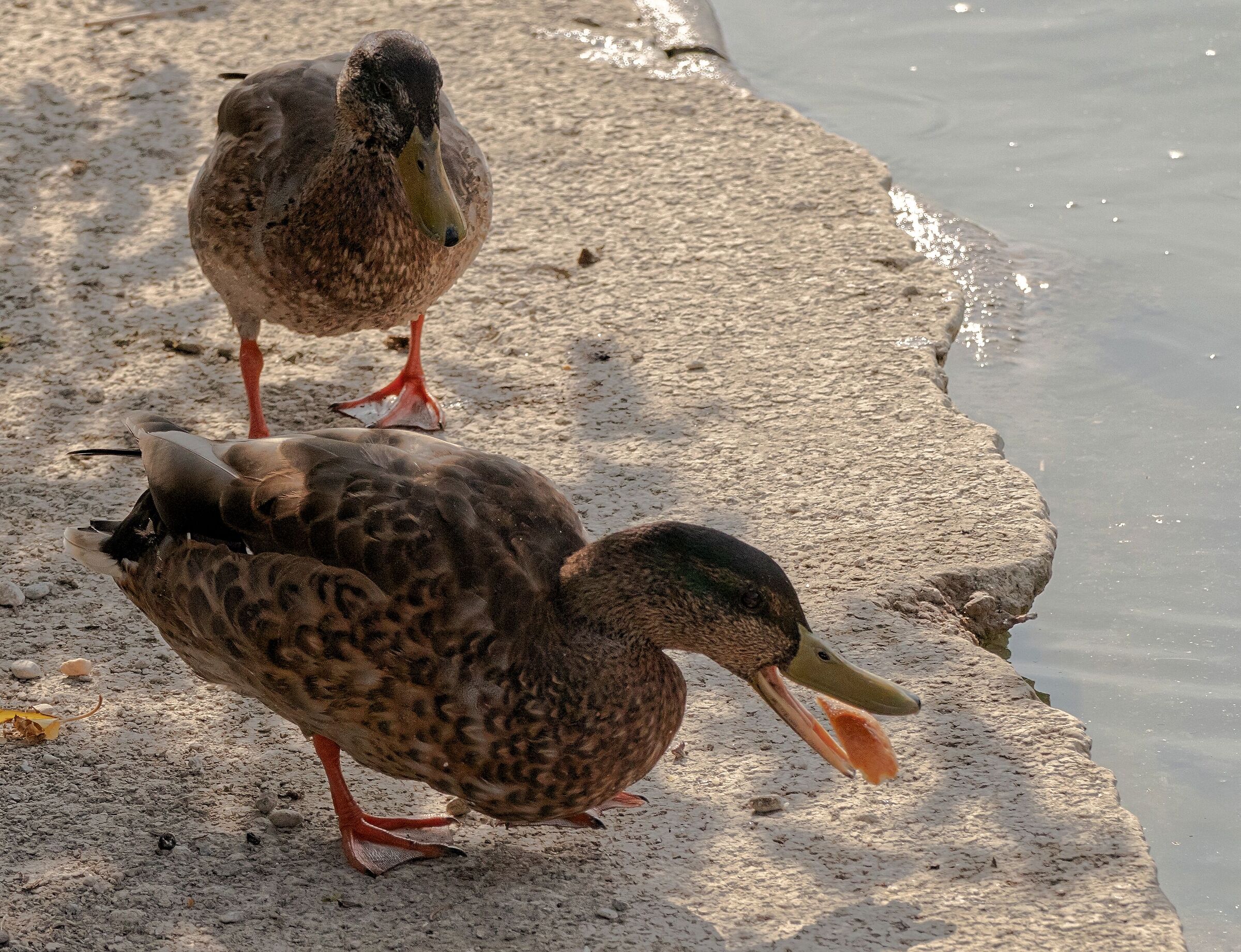 2 Ducks Germano Reali male 25/08/2020