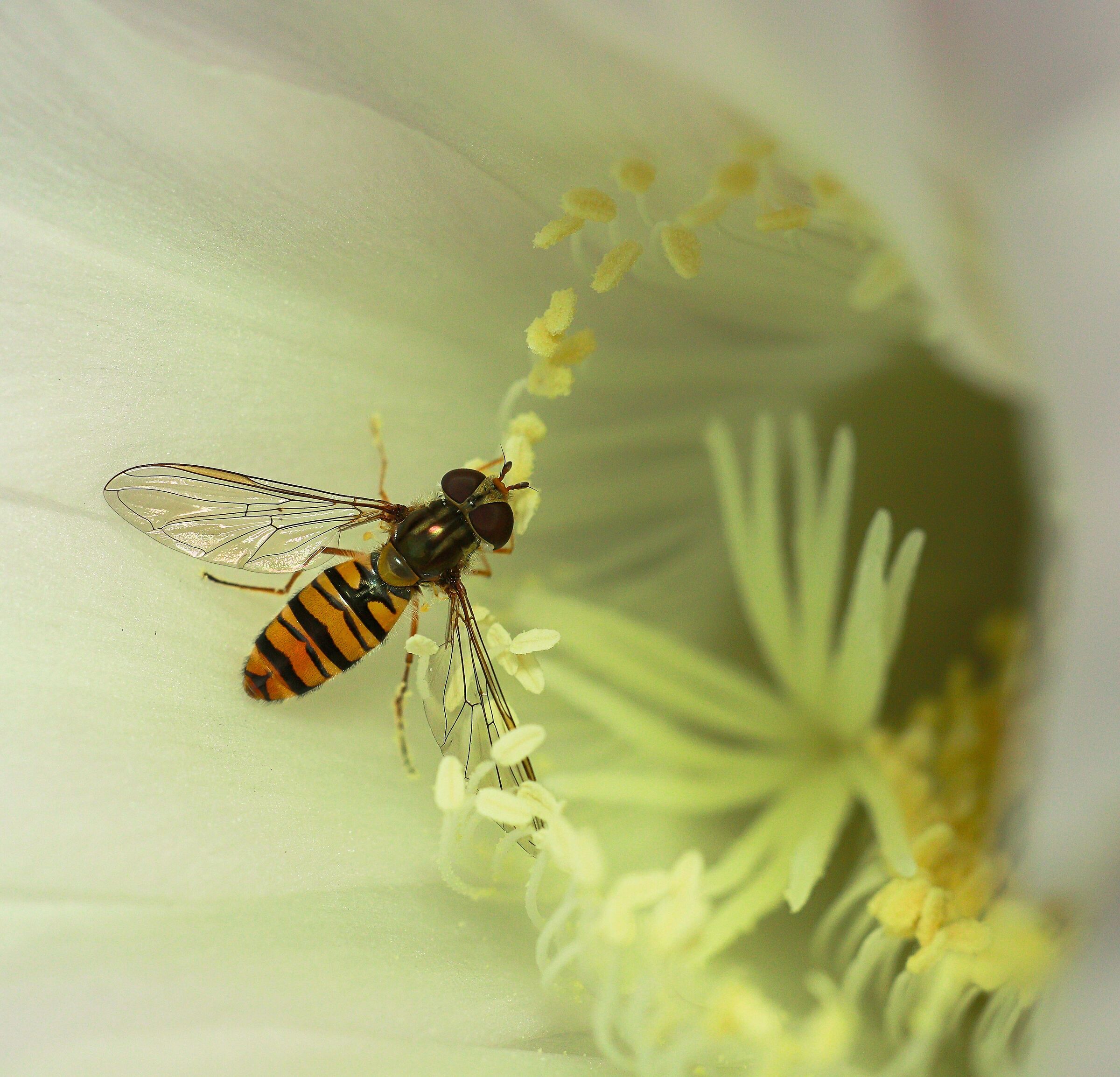 Sirfido-(Syrphidae) inside Pink Echinopsis 10/09/2020