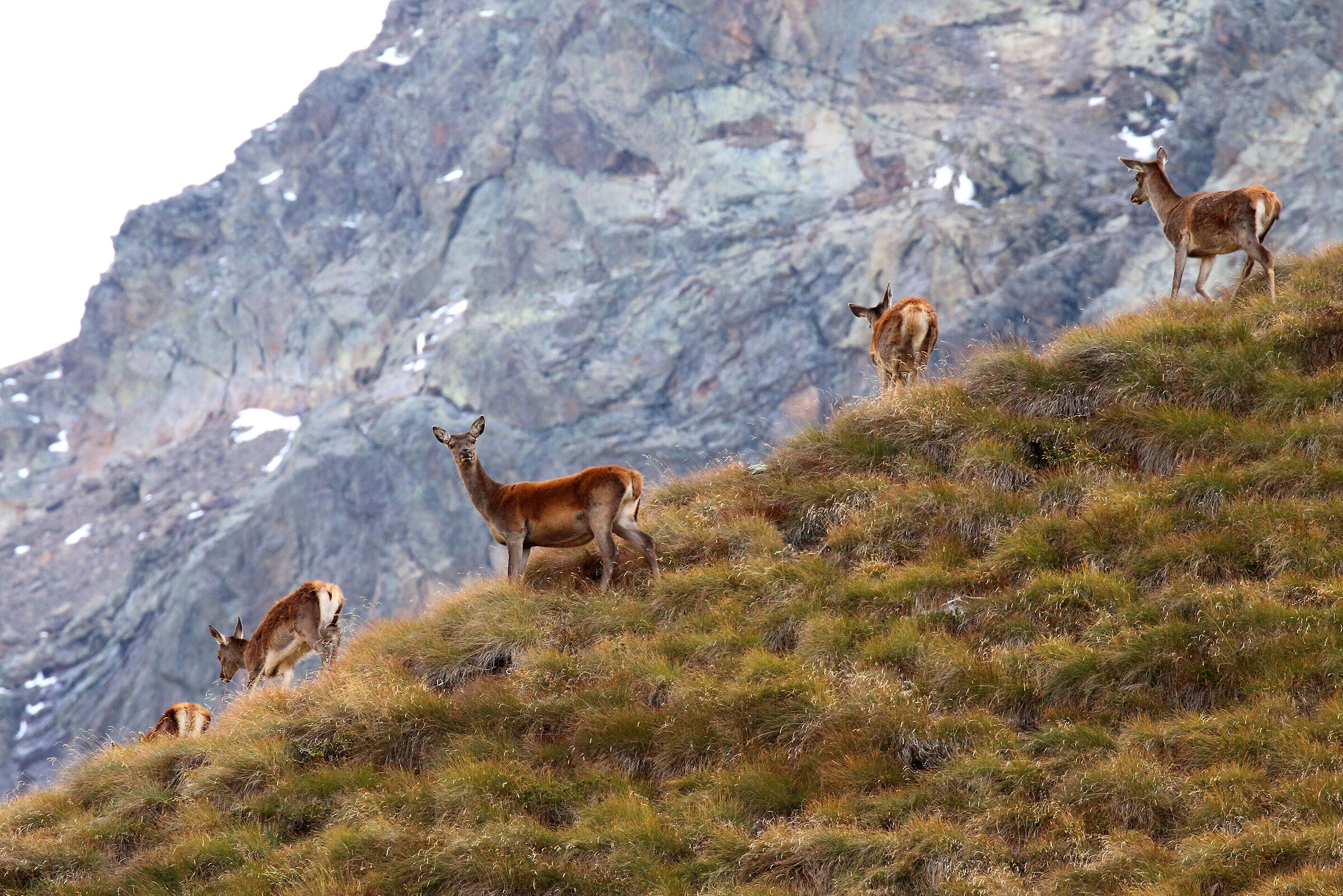 femmine di cervo al bramito