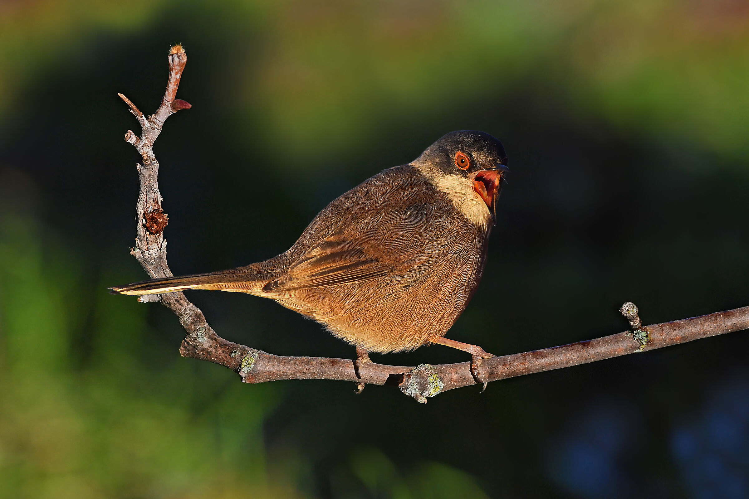 Cominci presto a rompermi le uova??