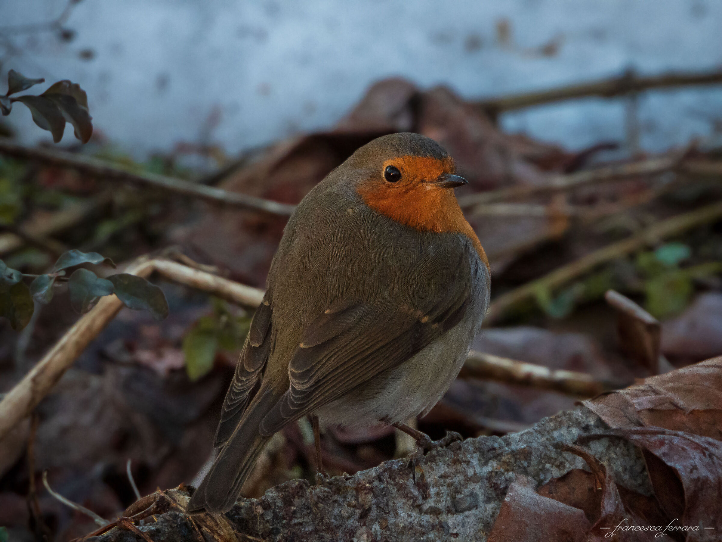 Pettirosso (Erithacus Rubecola)_6