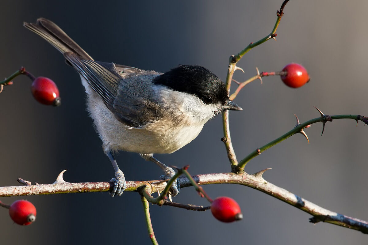 Cincia bigia (Parus palustris).