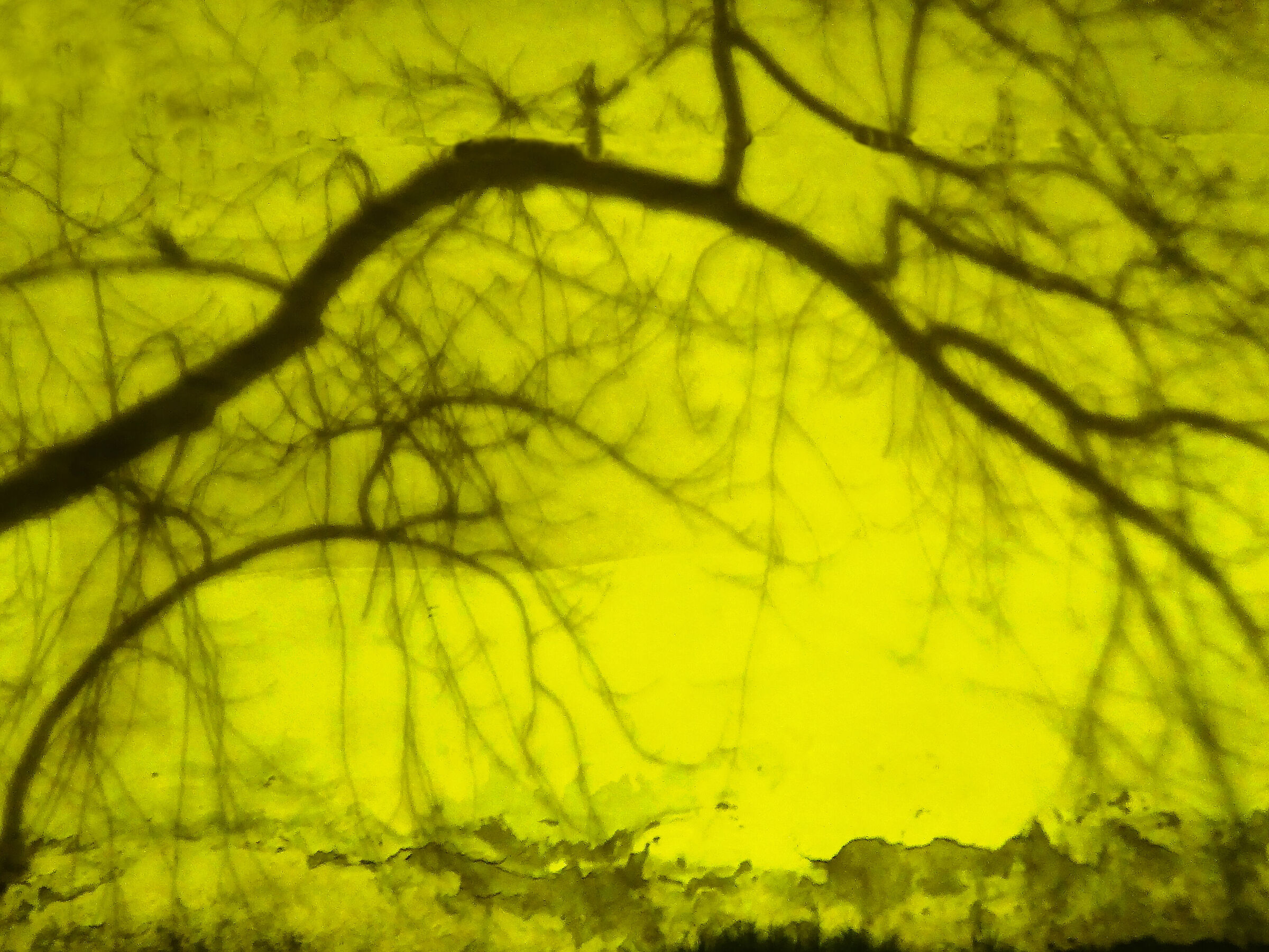Shadows of Trees