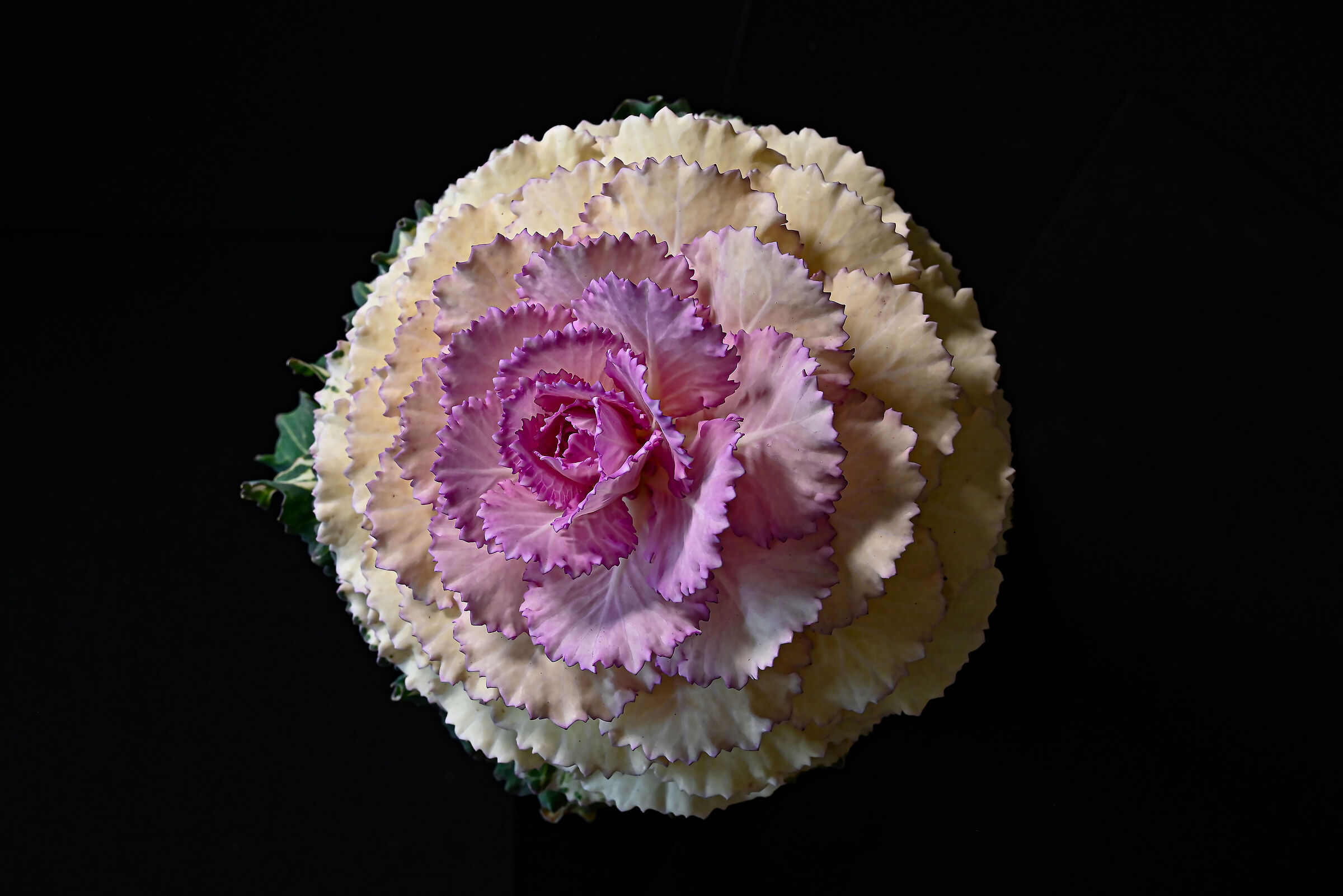 Brassica