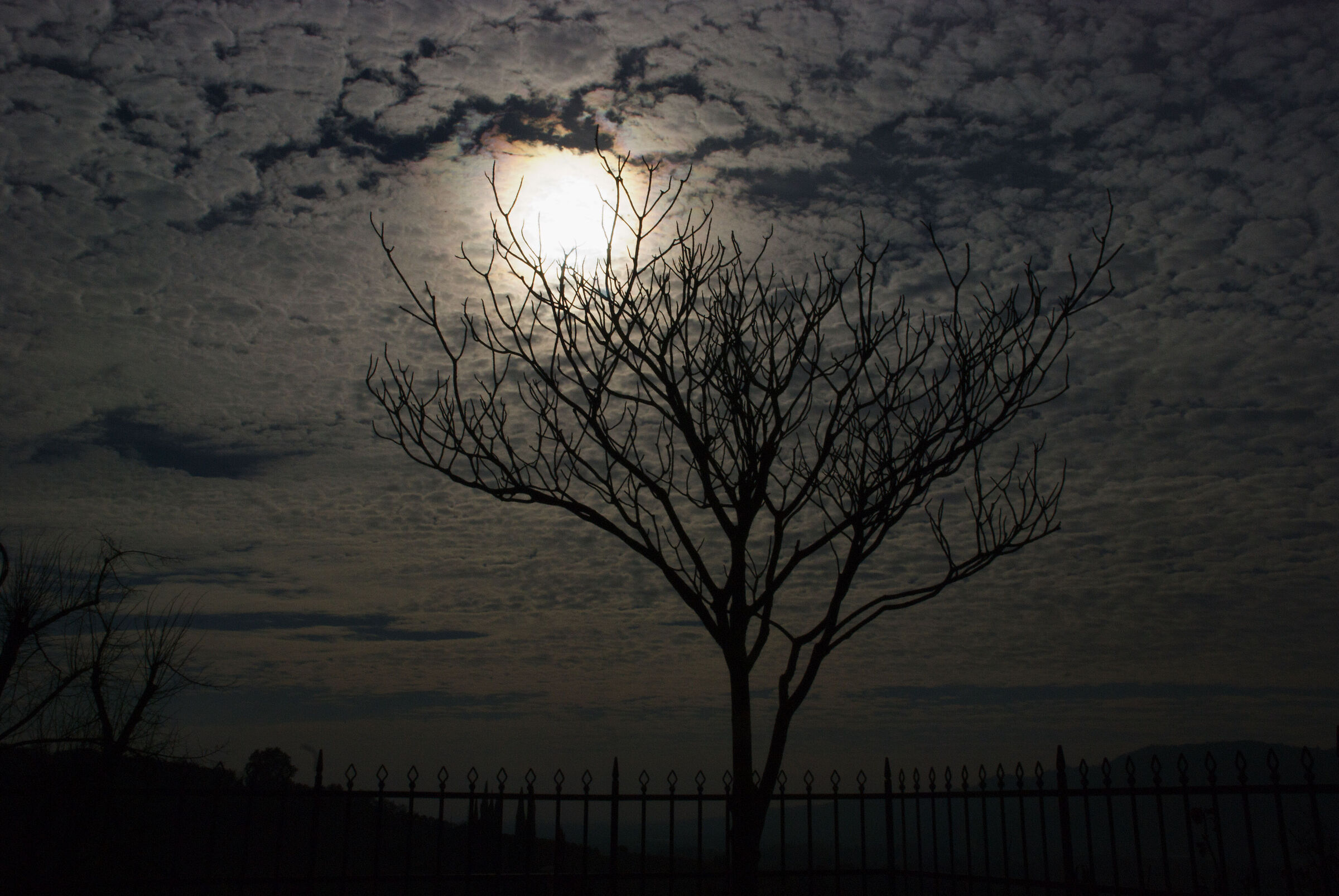 Tree and clouds