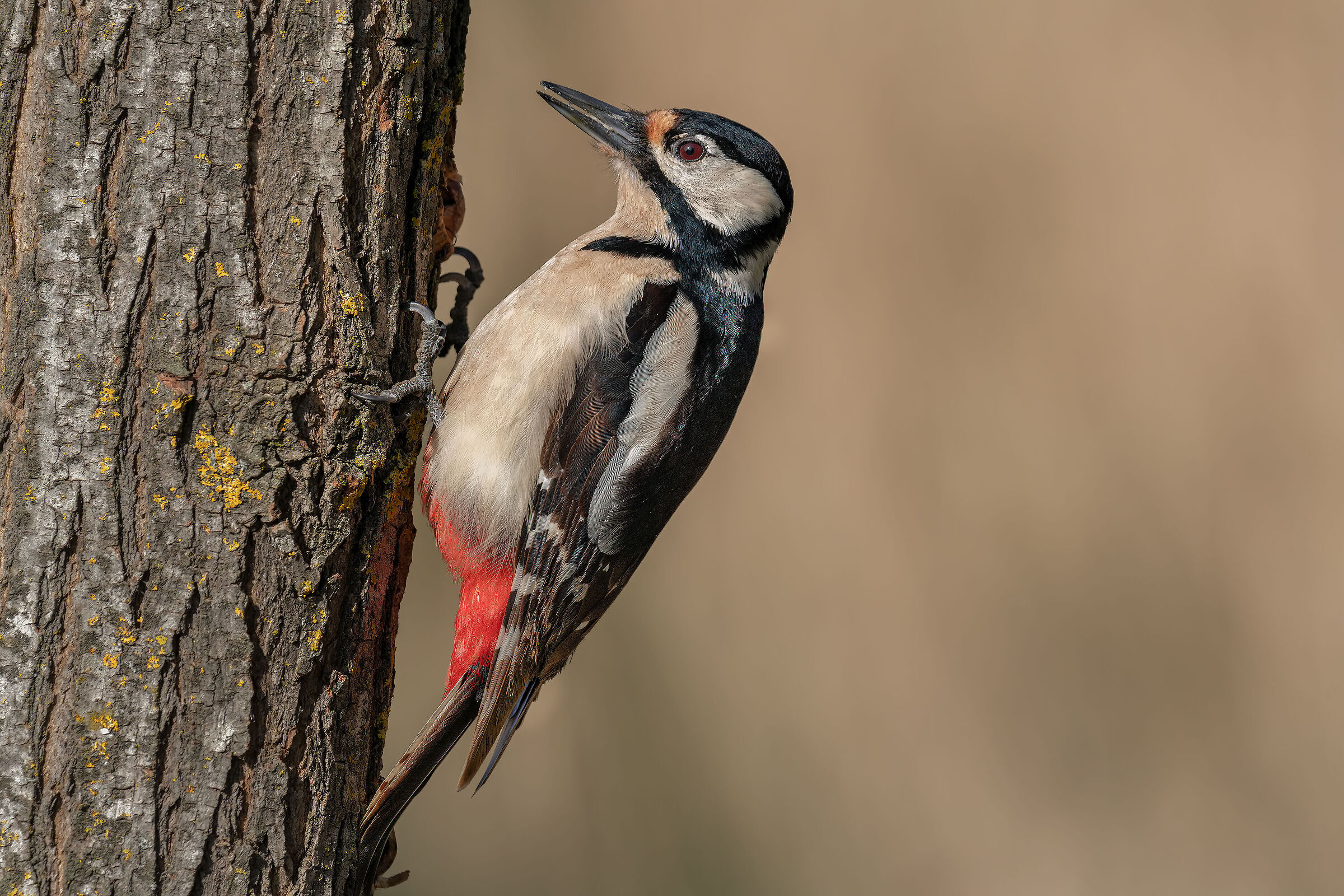 Greater red woodpecker