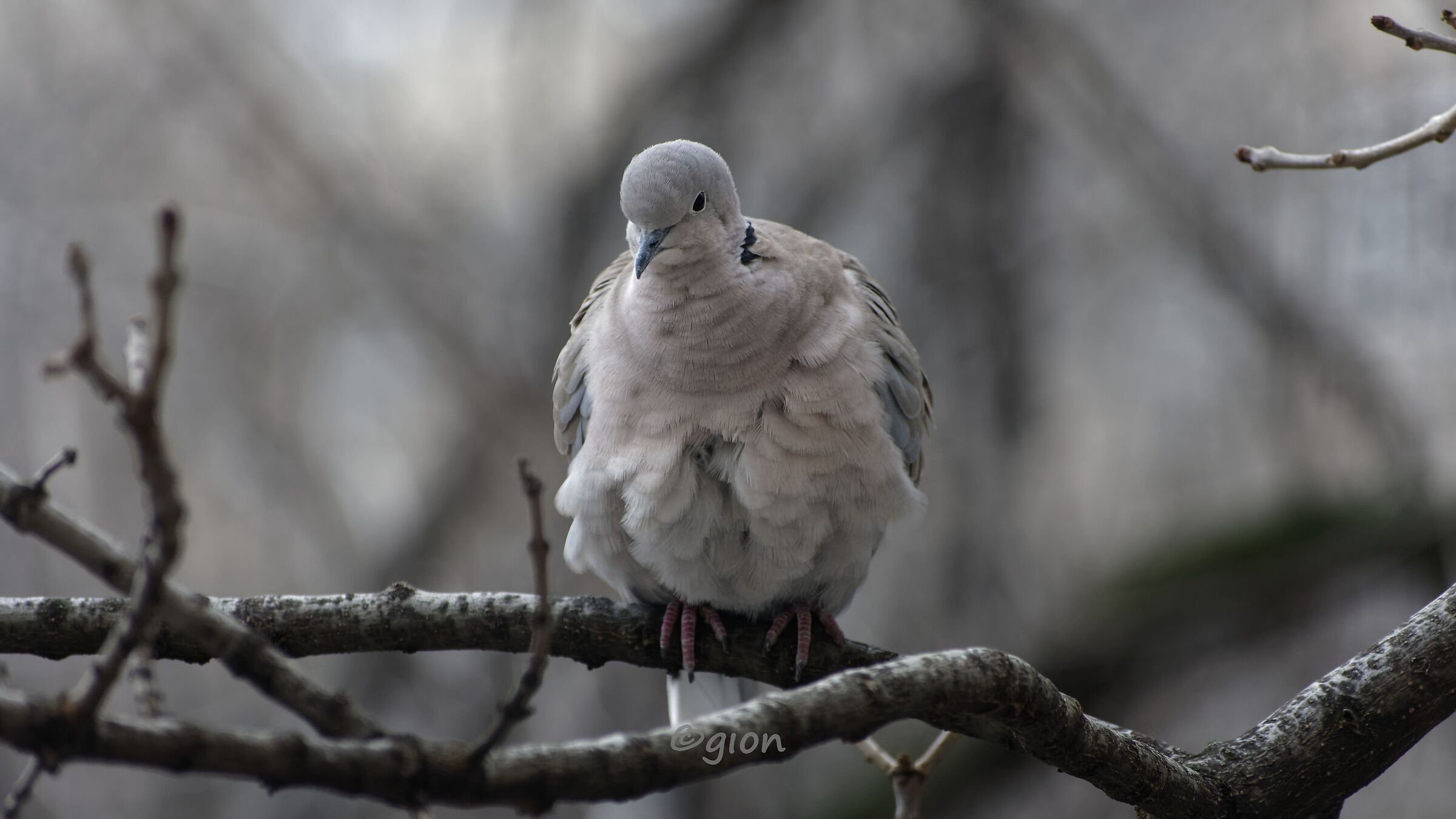 Streptopelia decaocto