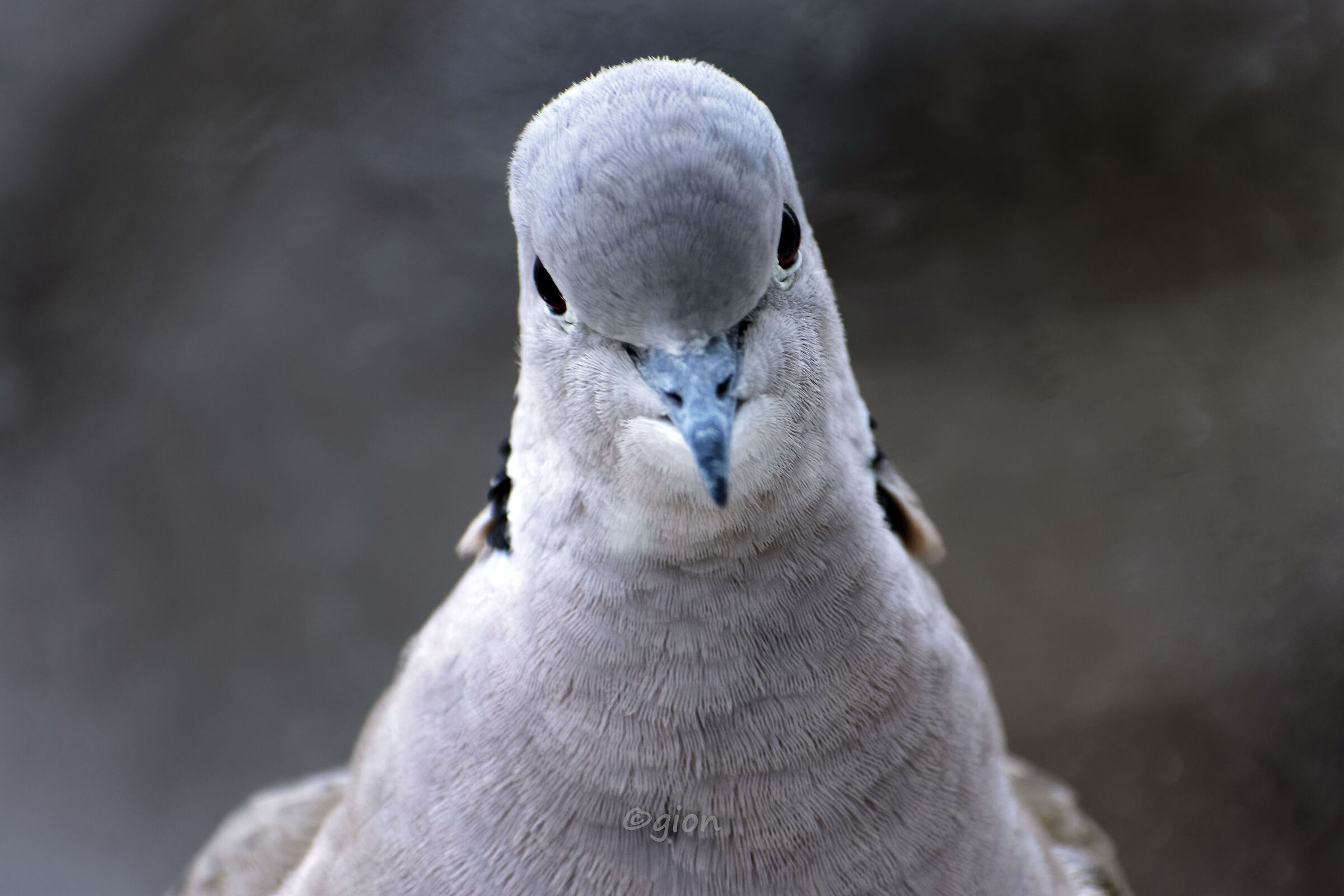 Streptopelia decaocto