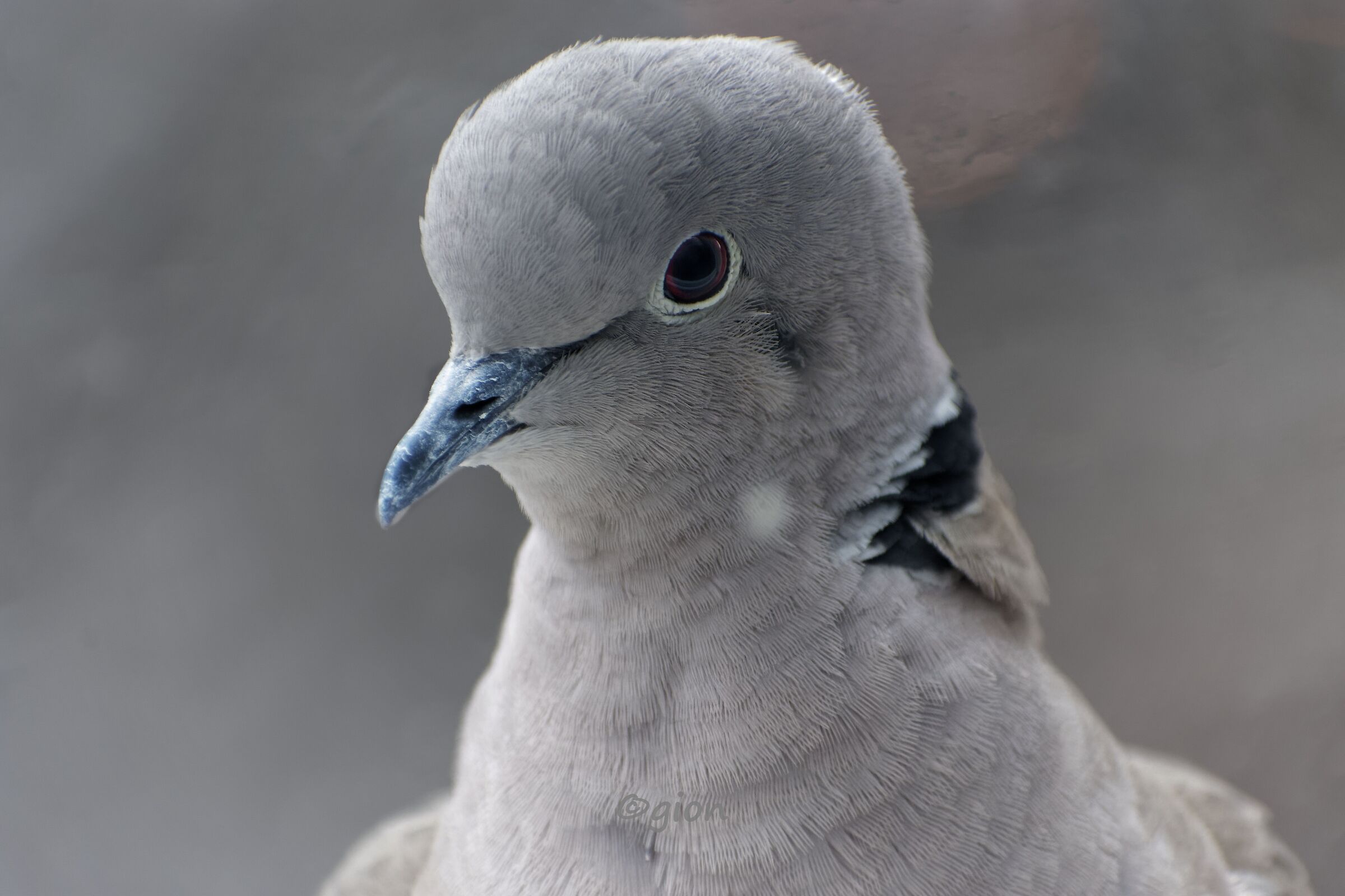 Streptopelia decaocto