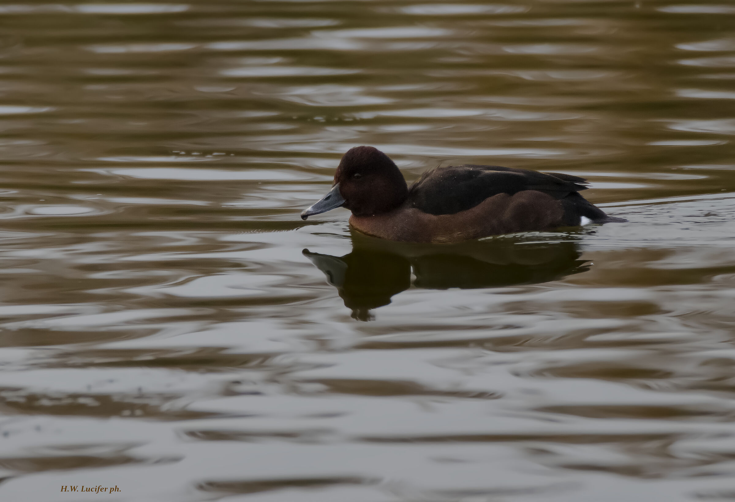 Tobacconist's moraine