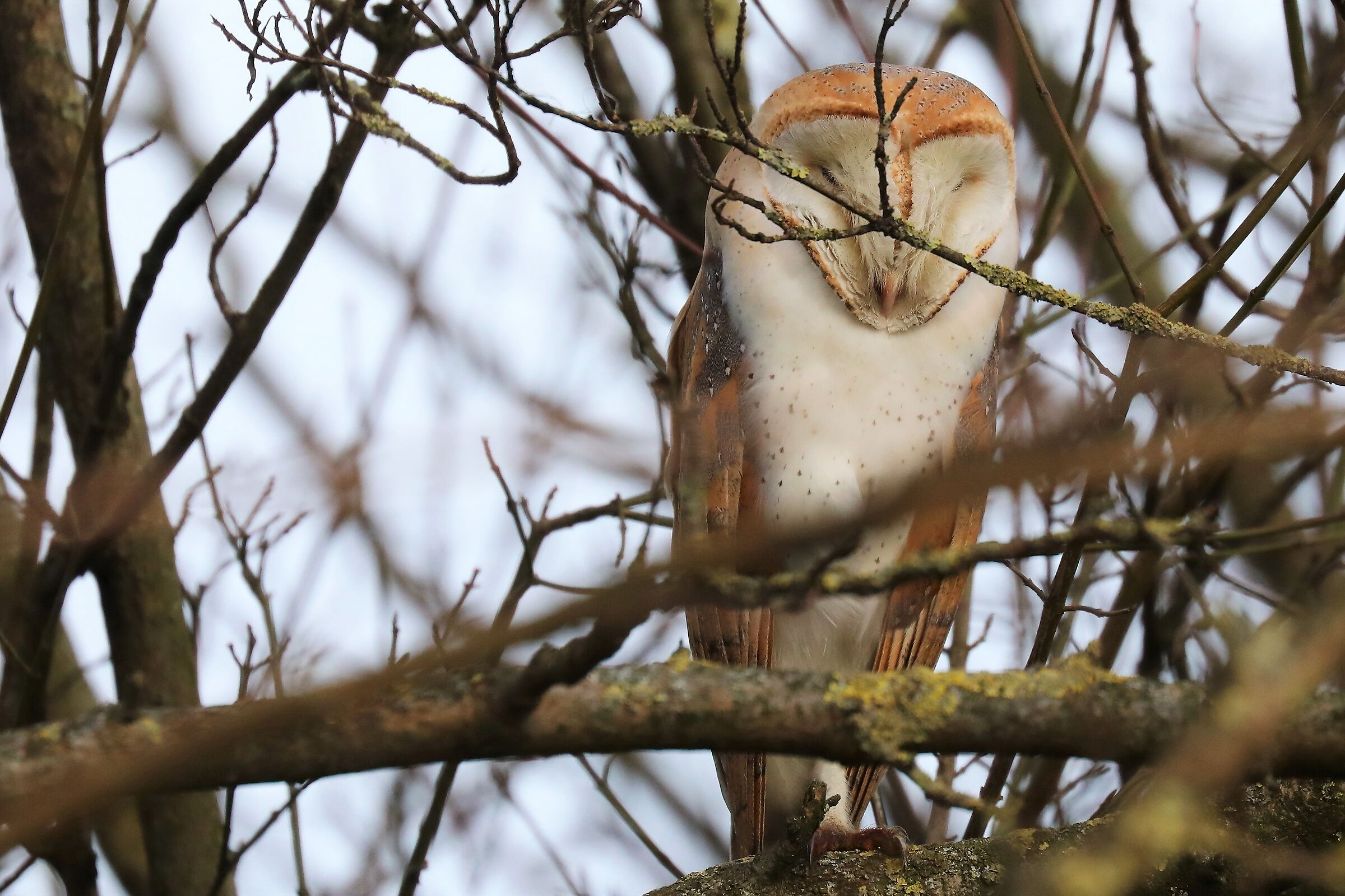 Barn owls