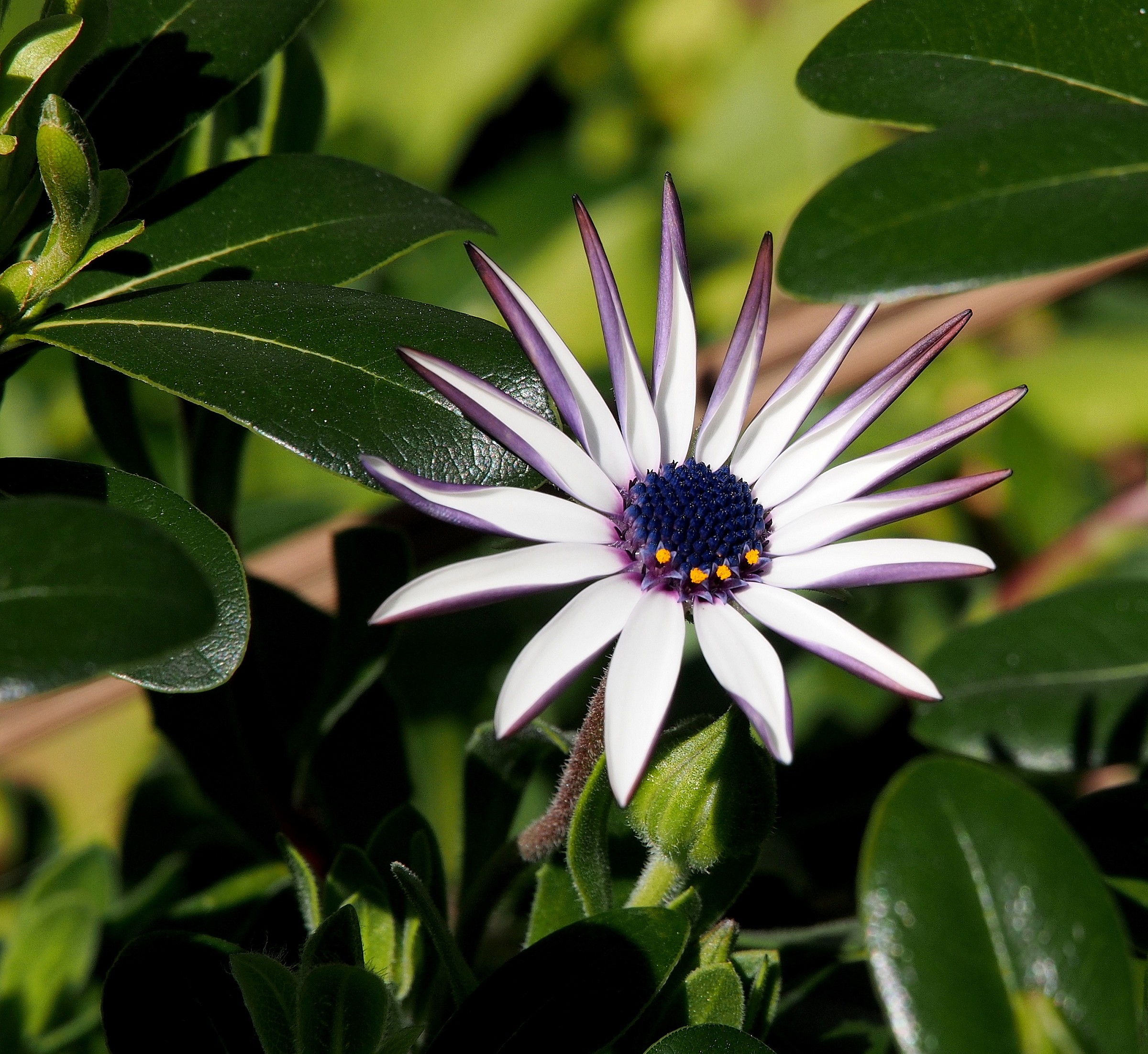 the perfection of nature