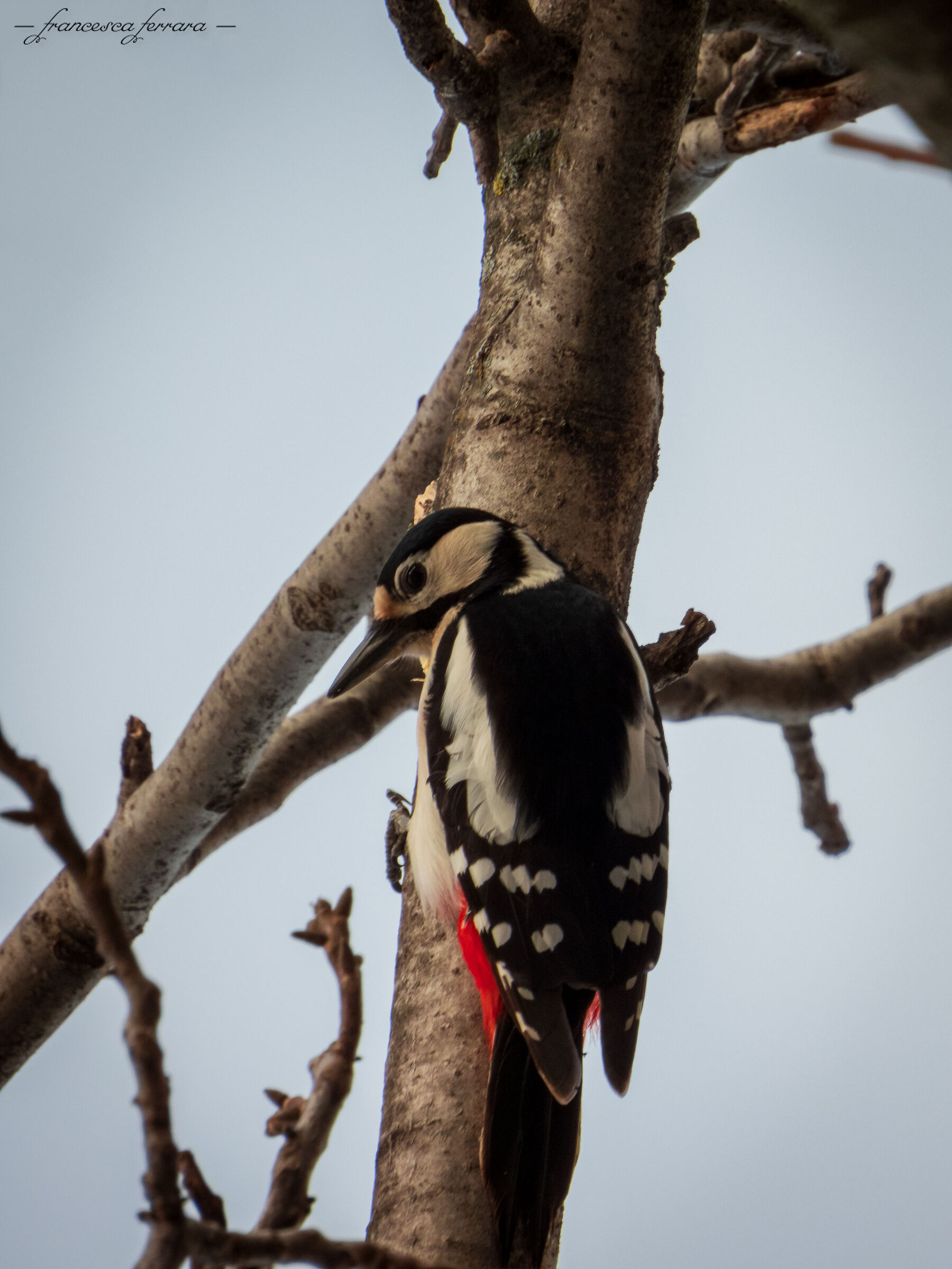 Picchio rosso maggiore femmina (Dendrocopos Major)