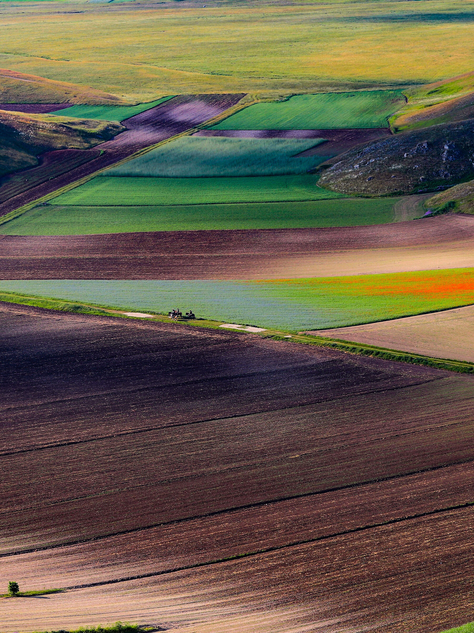 Colored fields