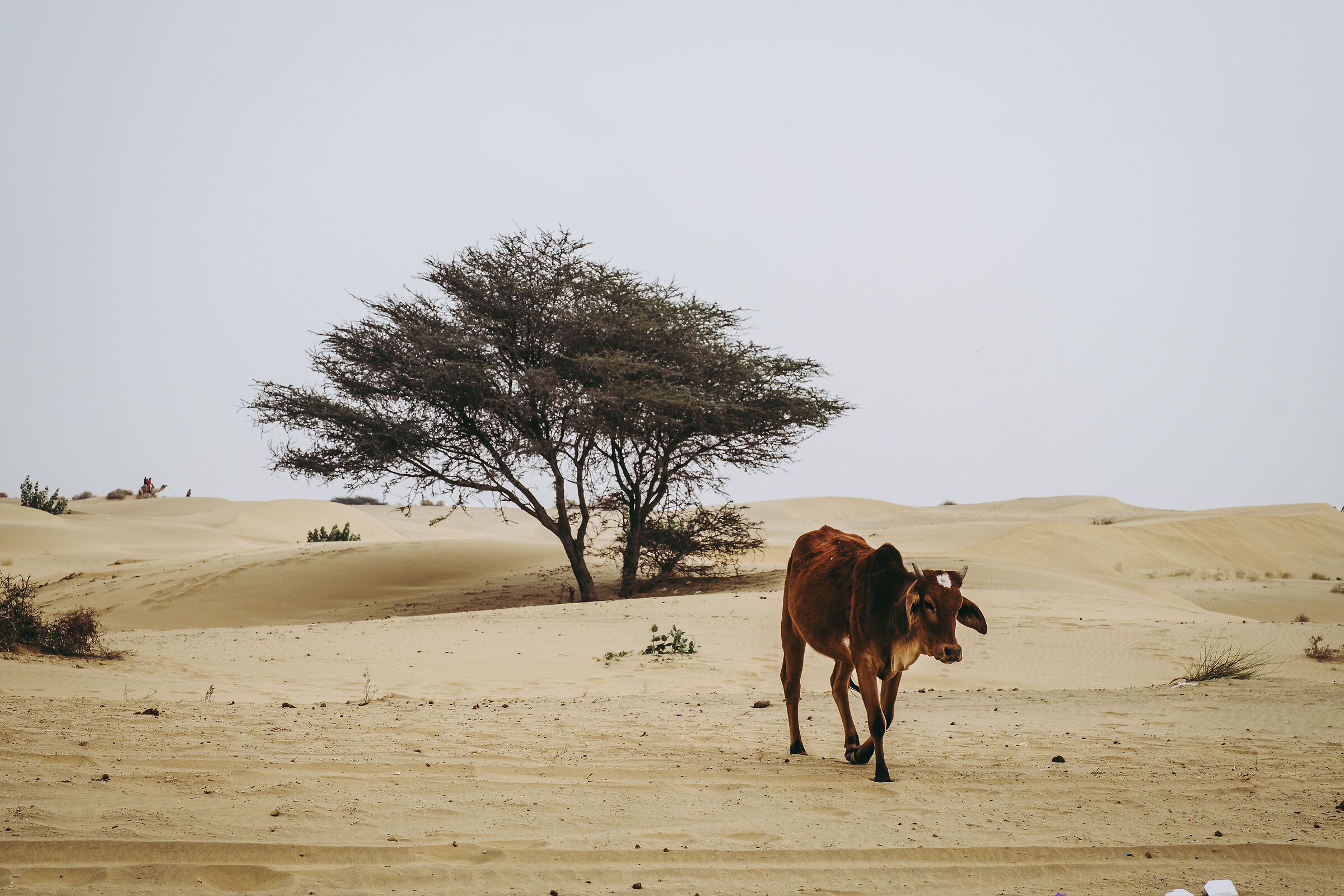 Thar Desert