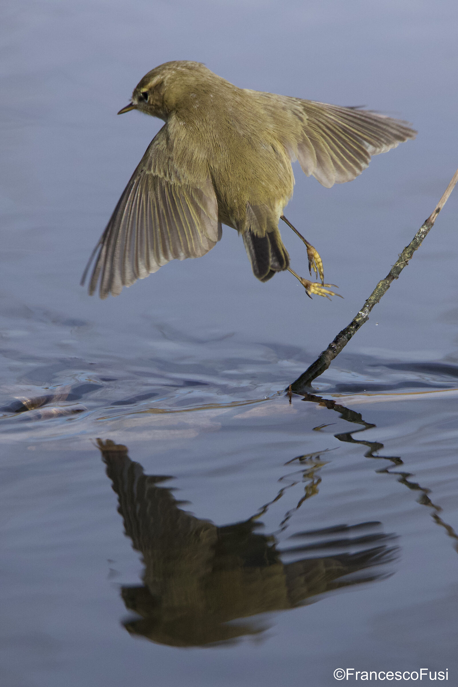 Departure of the Luì