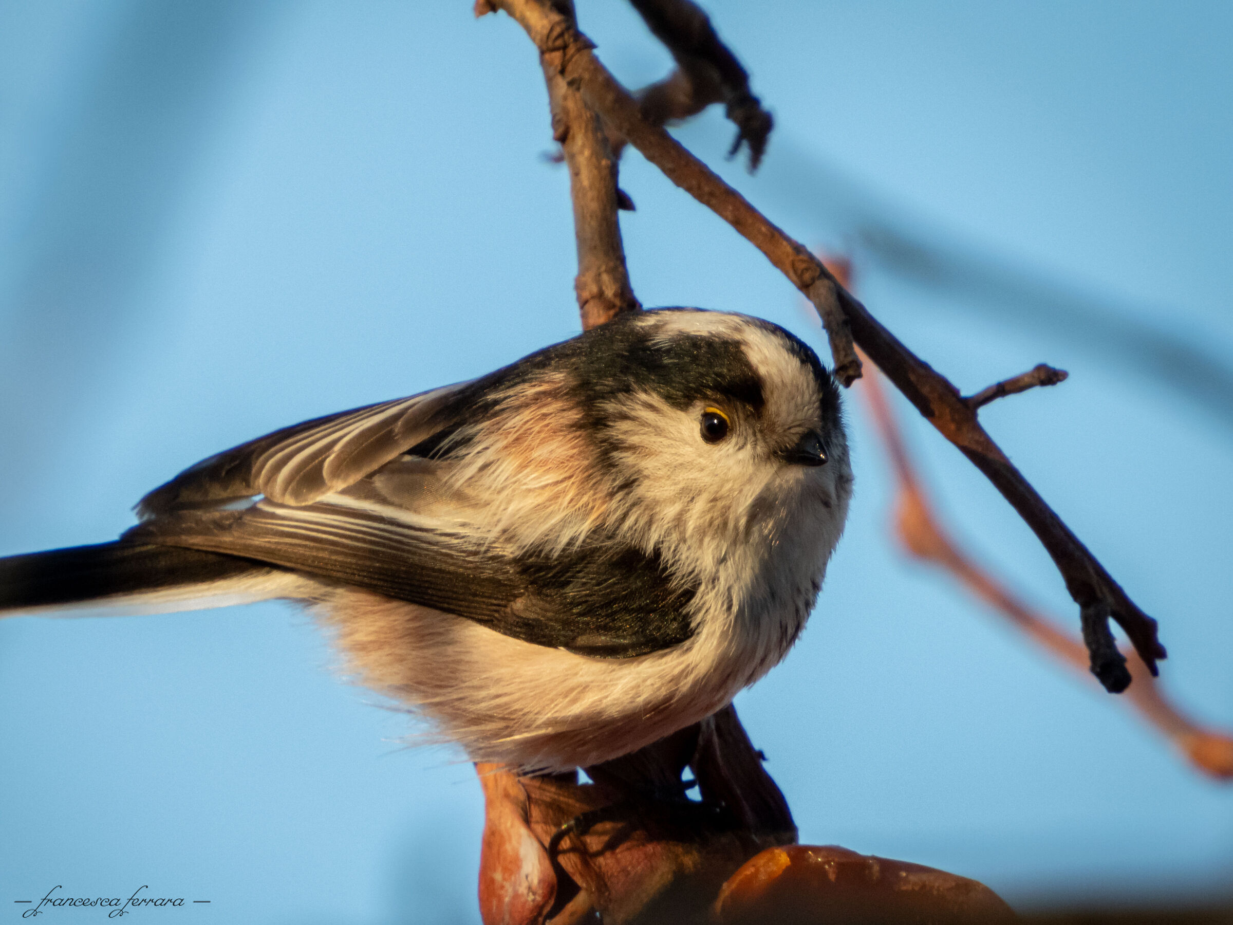 Codibugnolo (Aegithalos Caudatus)_3