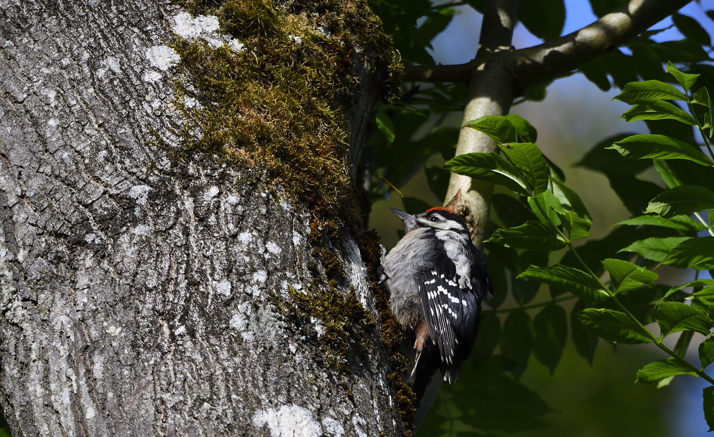 picchio rosso minore