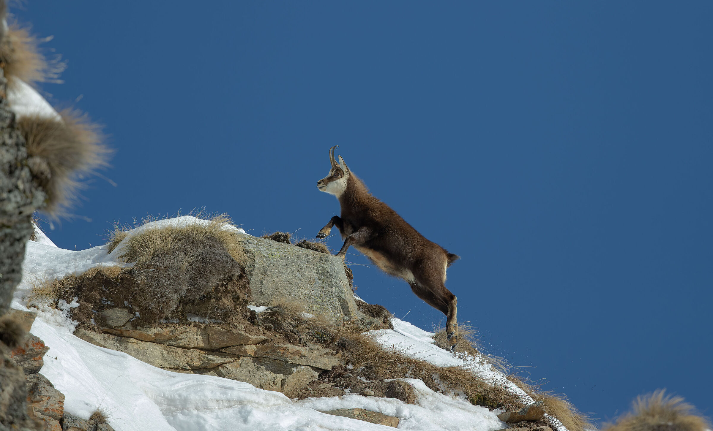 Camoscio alpino (Rupicapra rupicapra)