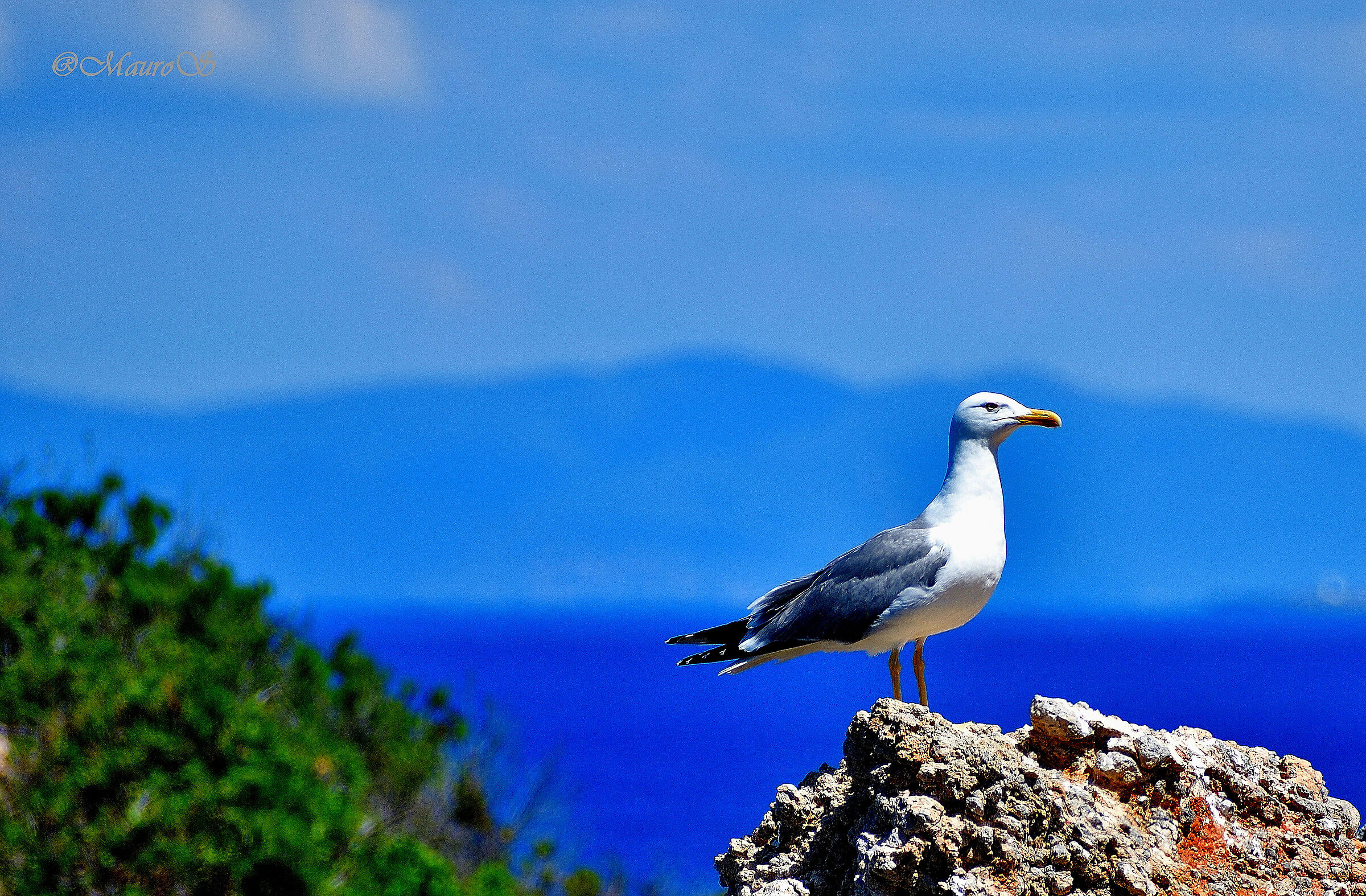 il Guardiano