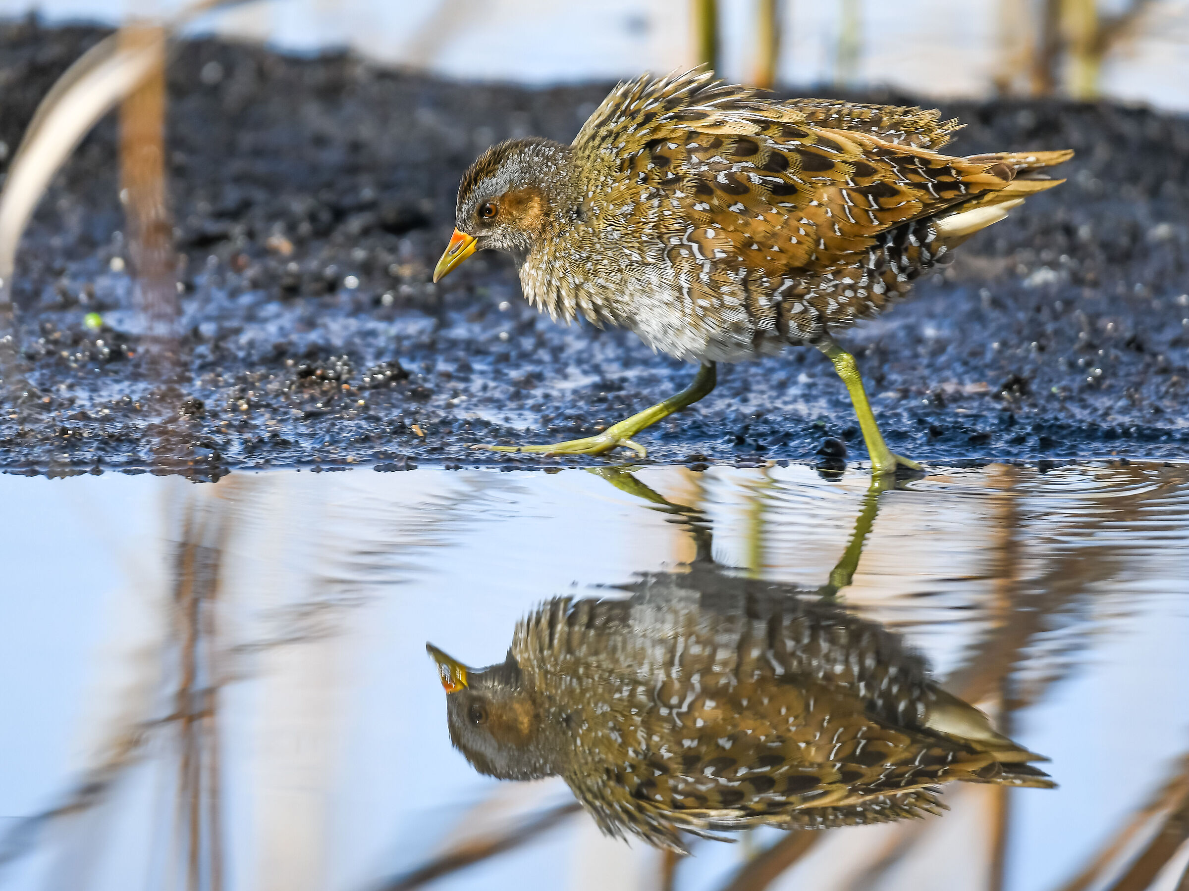 Voltolino Department (Porzana porzana)