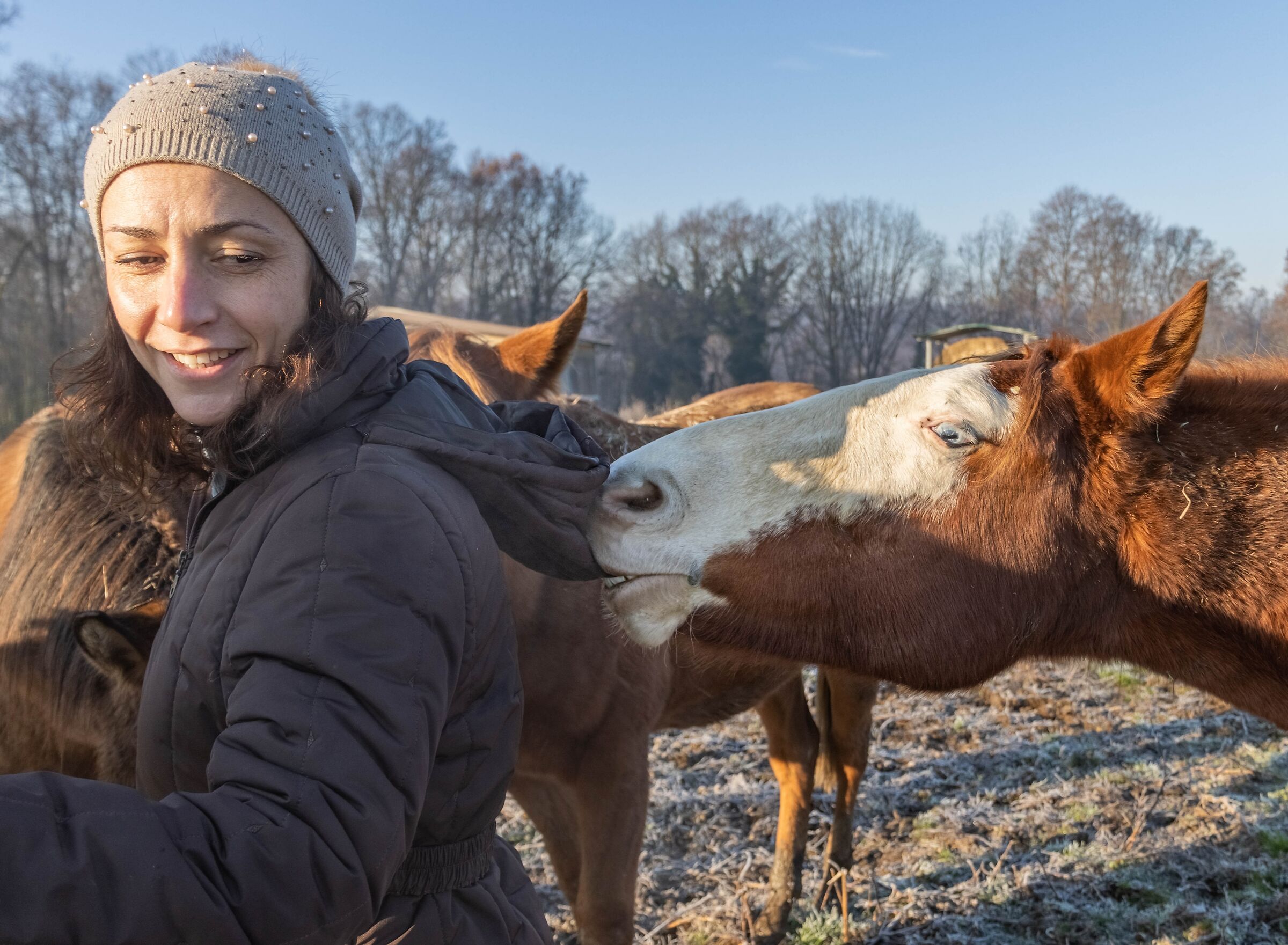 Horses at the paddock
