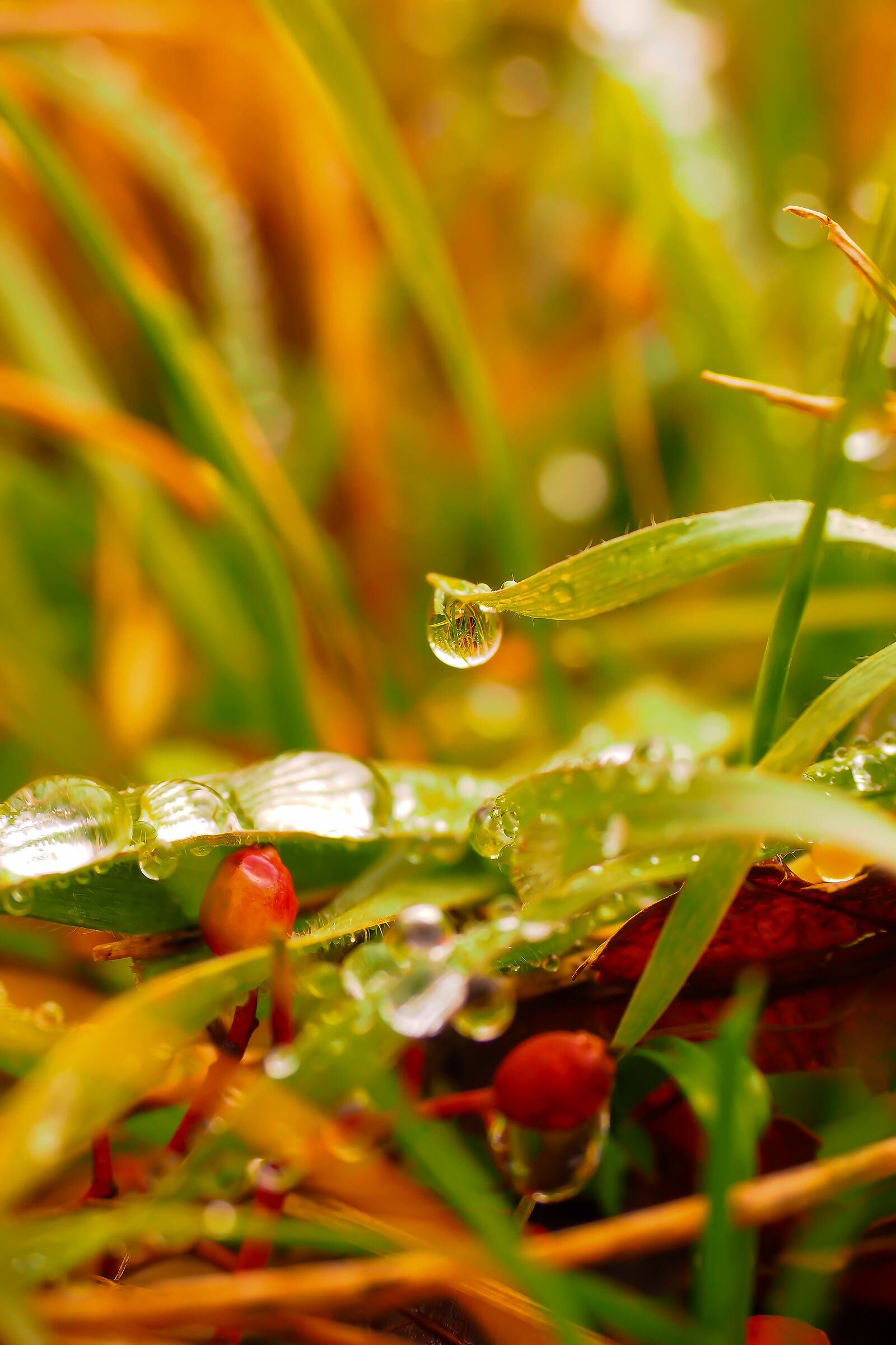 Riflessi in una goccia d'acqua