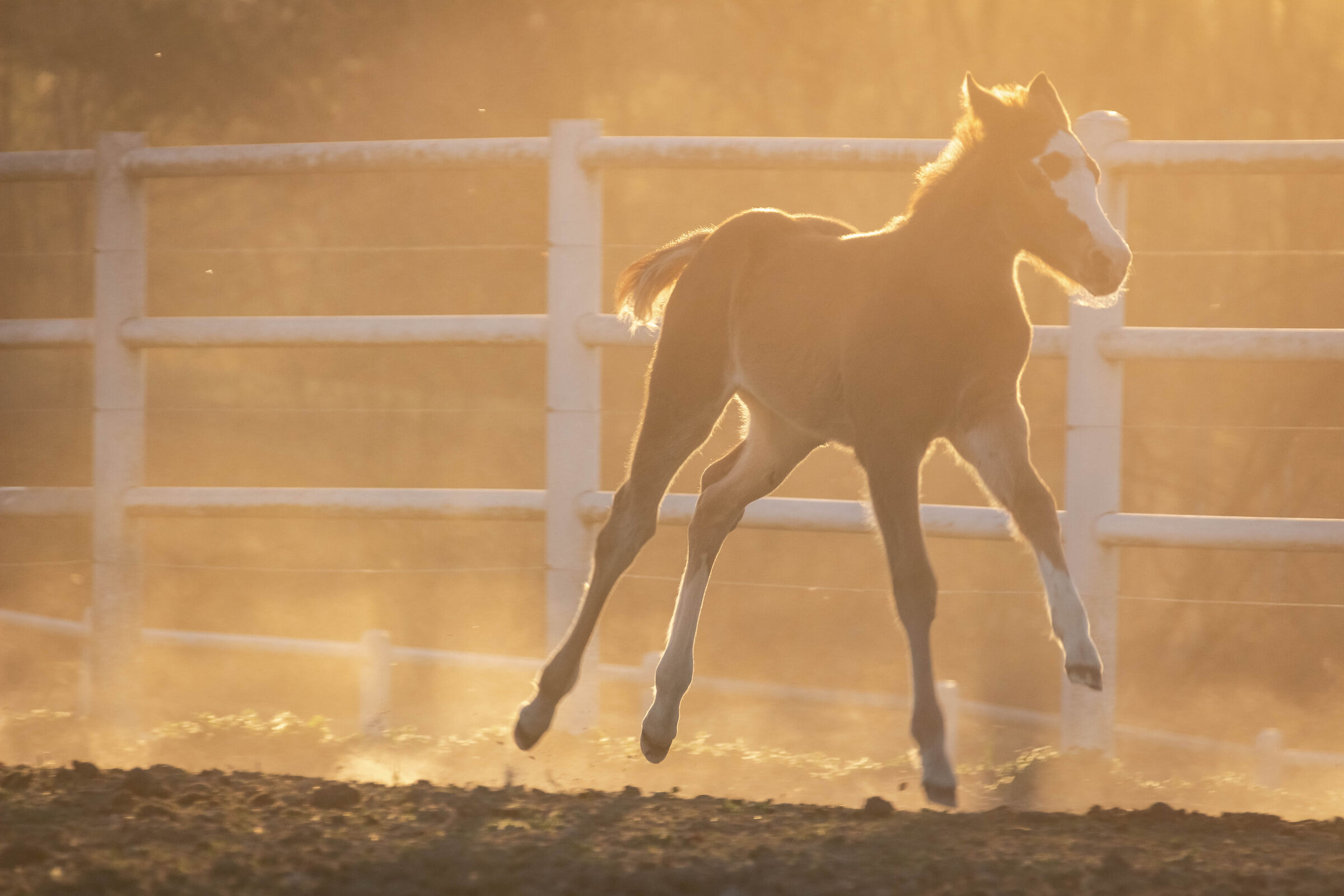 Horses at the paddock