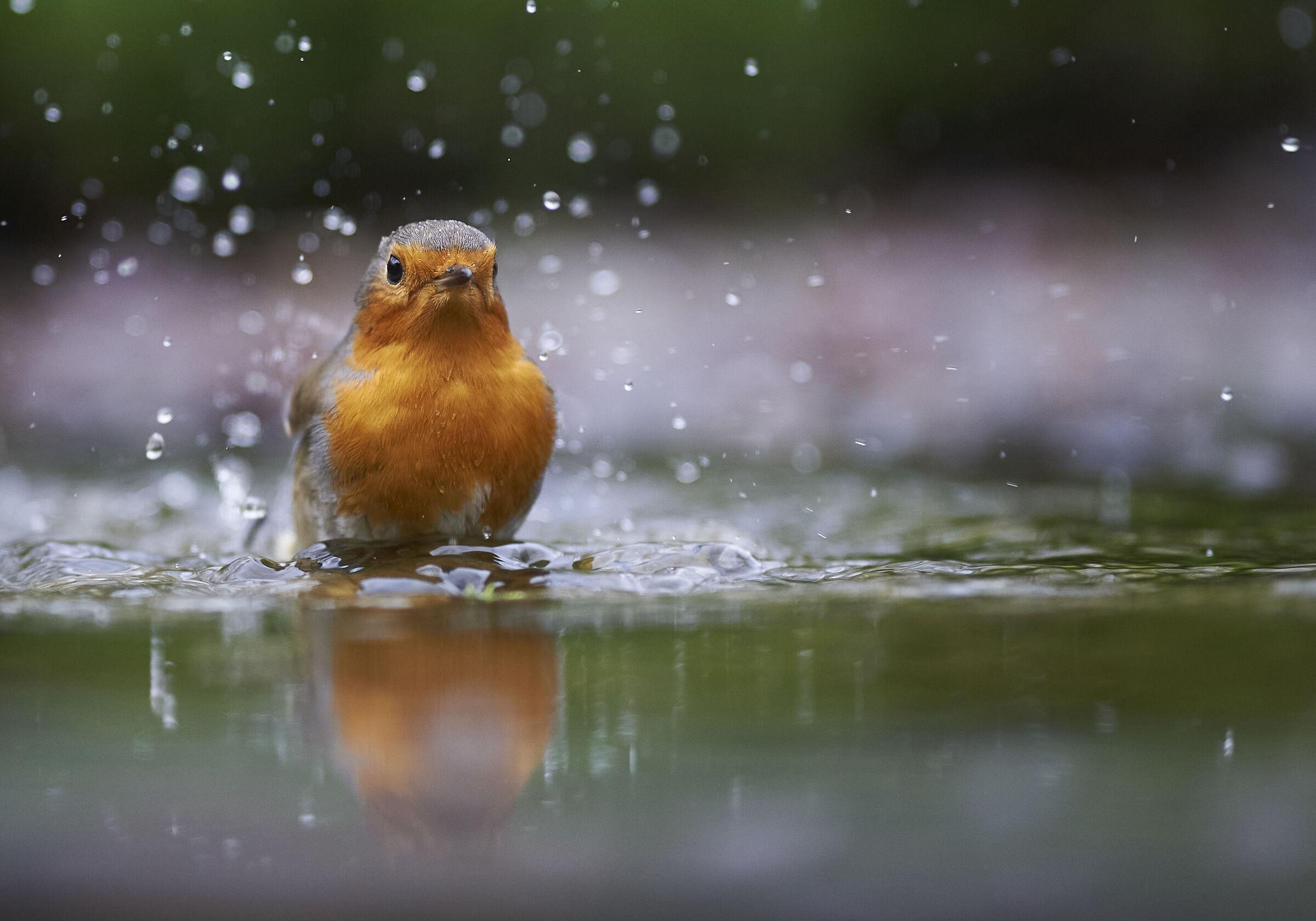 Robin bath