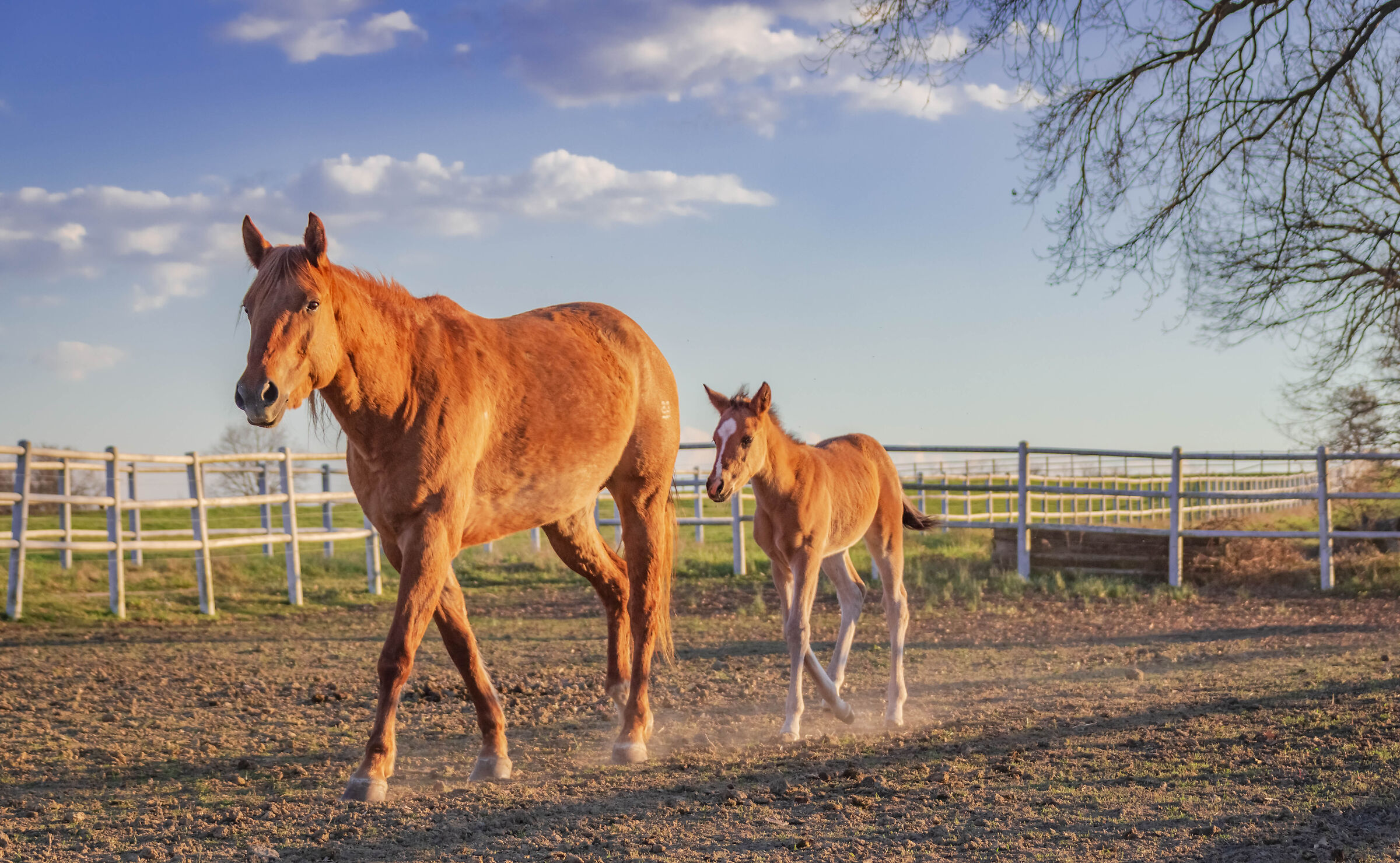 Horses at the paddock