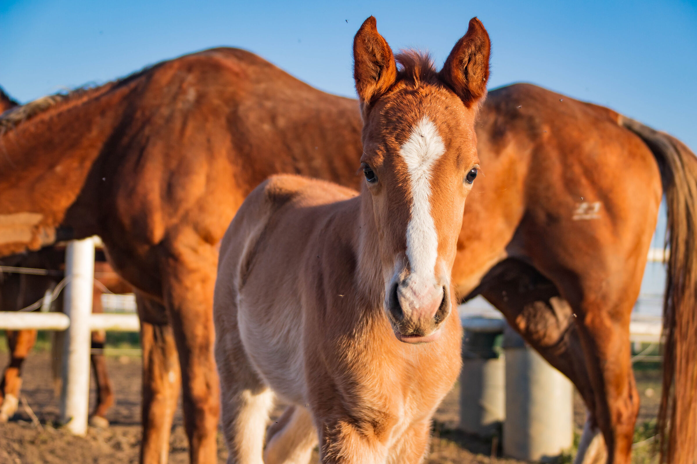 Horses at the paddock
