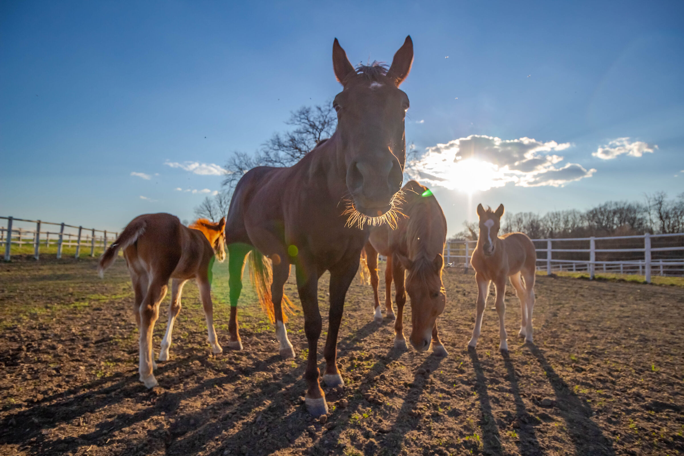 Horses at the paddock